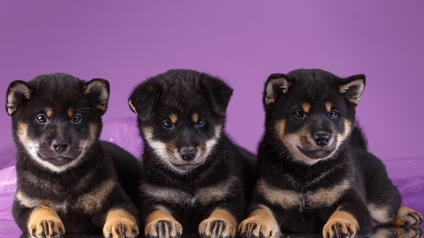 壁紙 1366x768 イヌ 子犬 三 3 秋田犬 動物 ダウンロード 写真