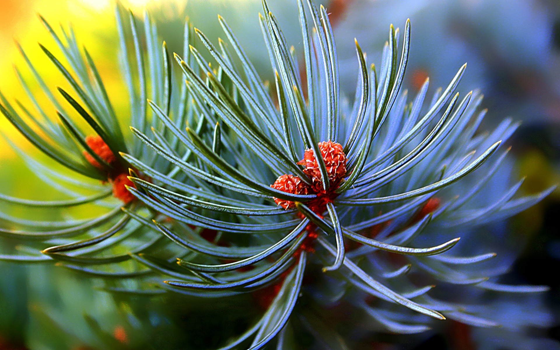 1920x1200 De perto Macro Pine needles Galho Macrofotografia Naturaleza