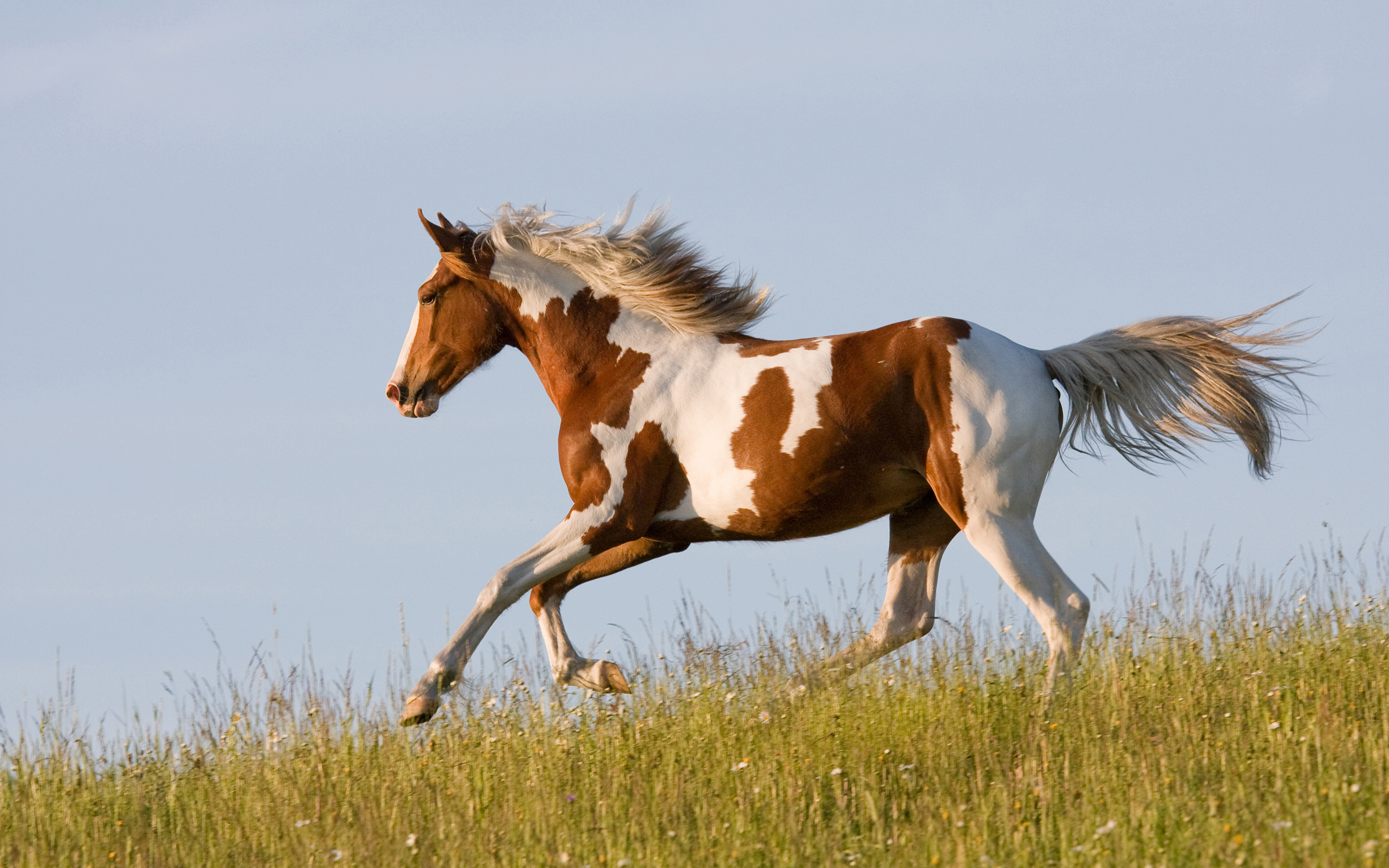 Лошадки 1 5. Лошадь породы Пинто. Рыже-пегая кобыла Мустанг. Пинто, Аппалуза лошади. Крапчатый Мустанг.