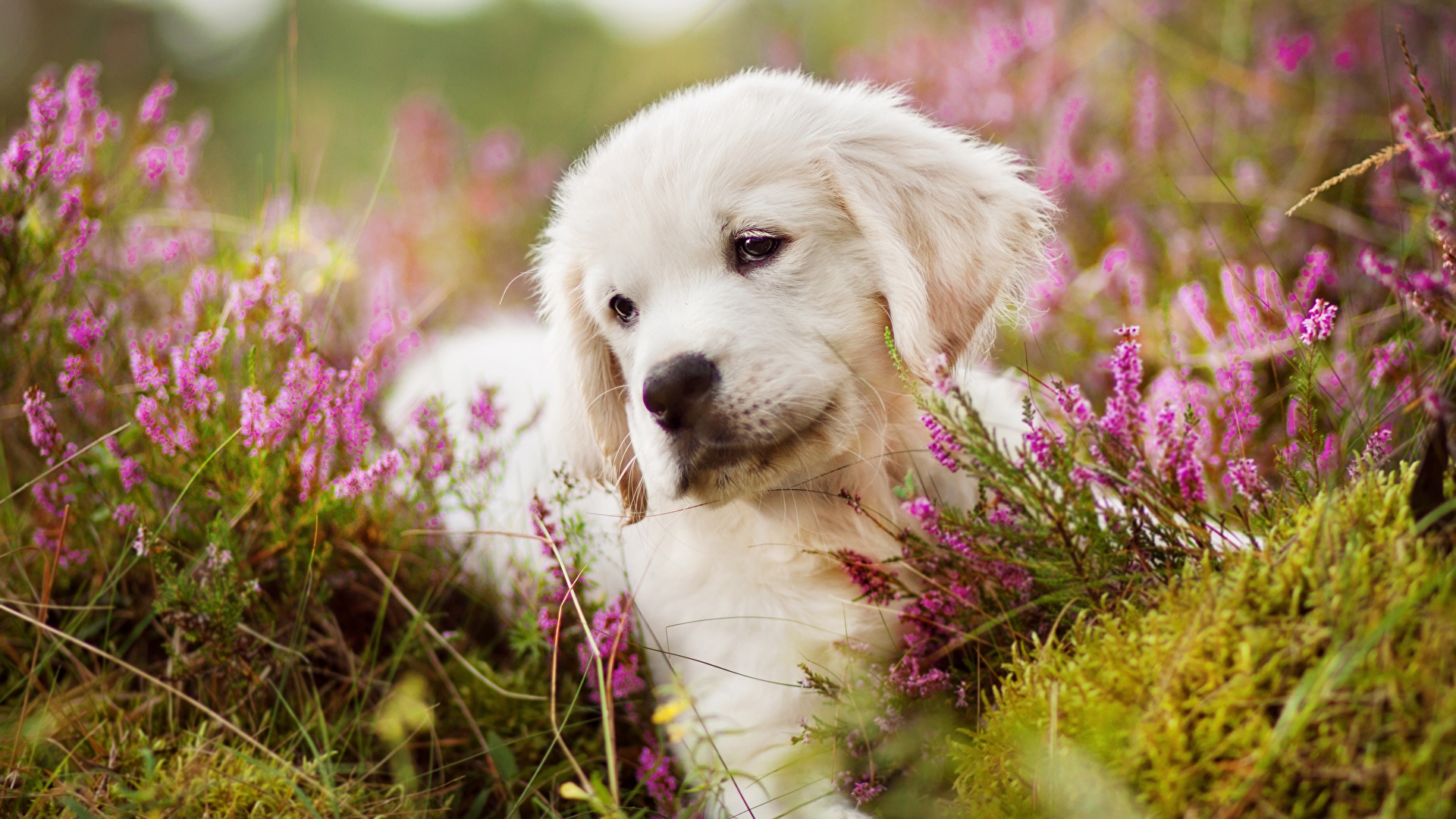 Photo Puppy Golden Retriever Dog Grass Animals 19x1080