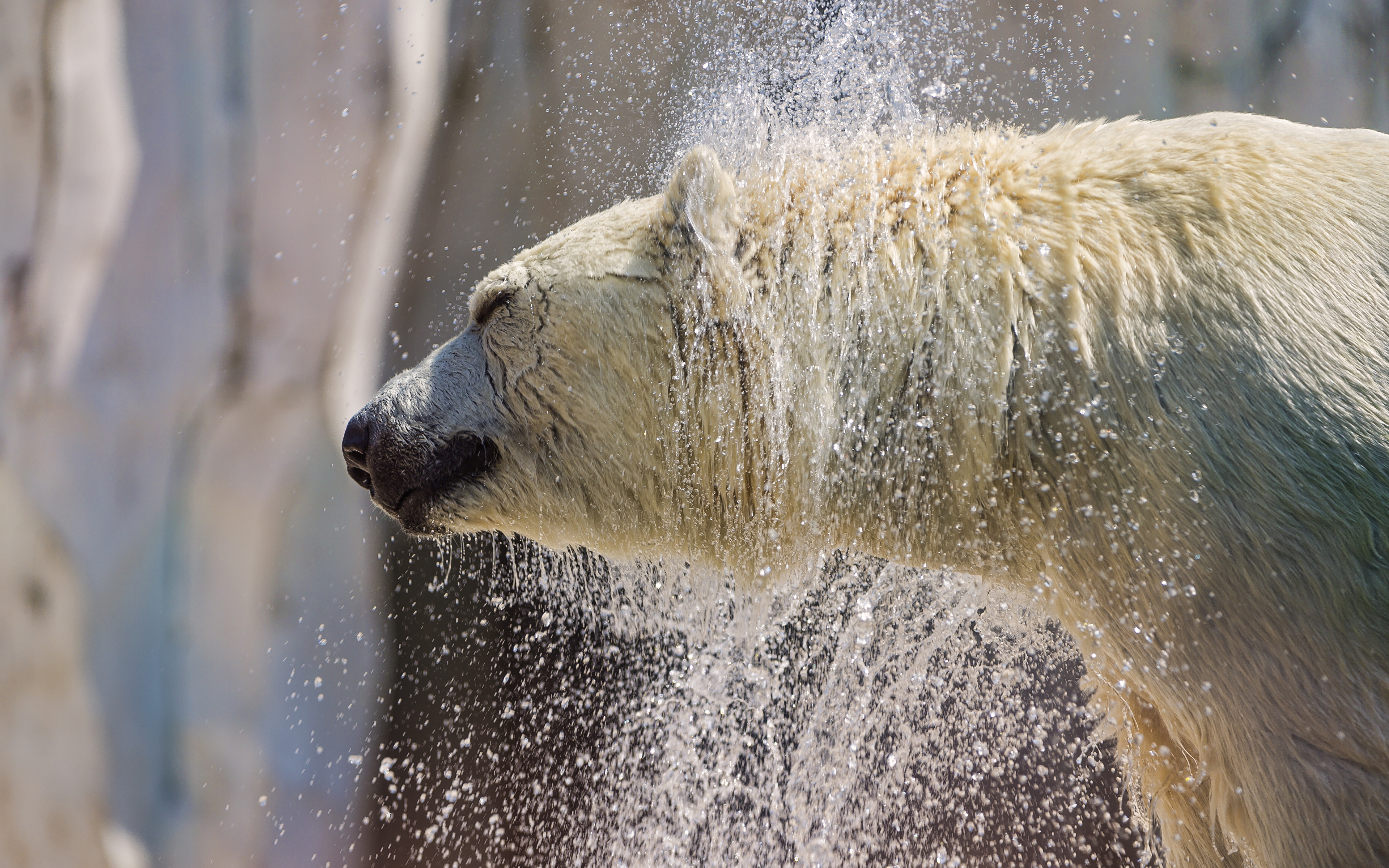 3840x2400 Osos Oso polar Salpicaduras animales, un animal, un oso, salpicadura de agua Animalia