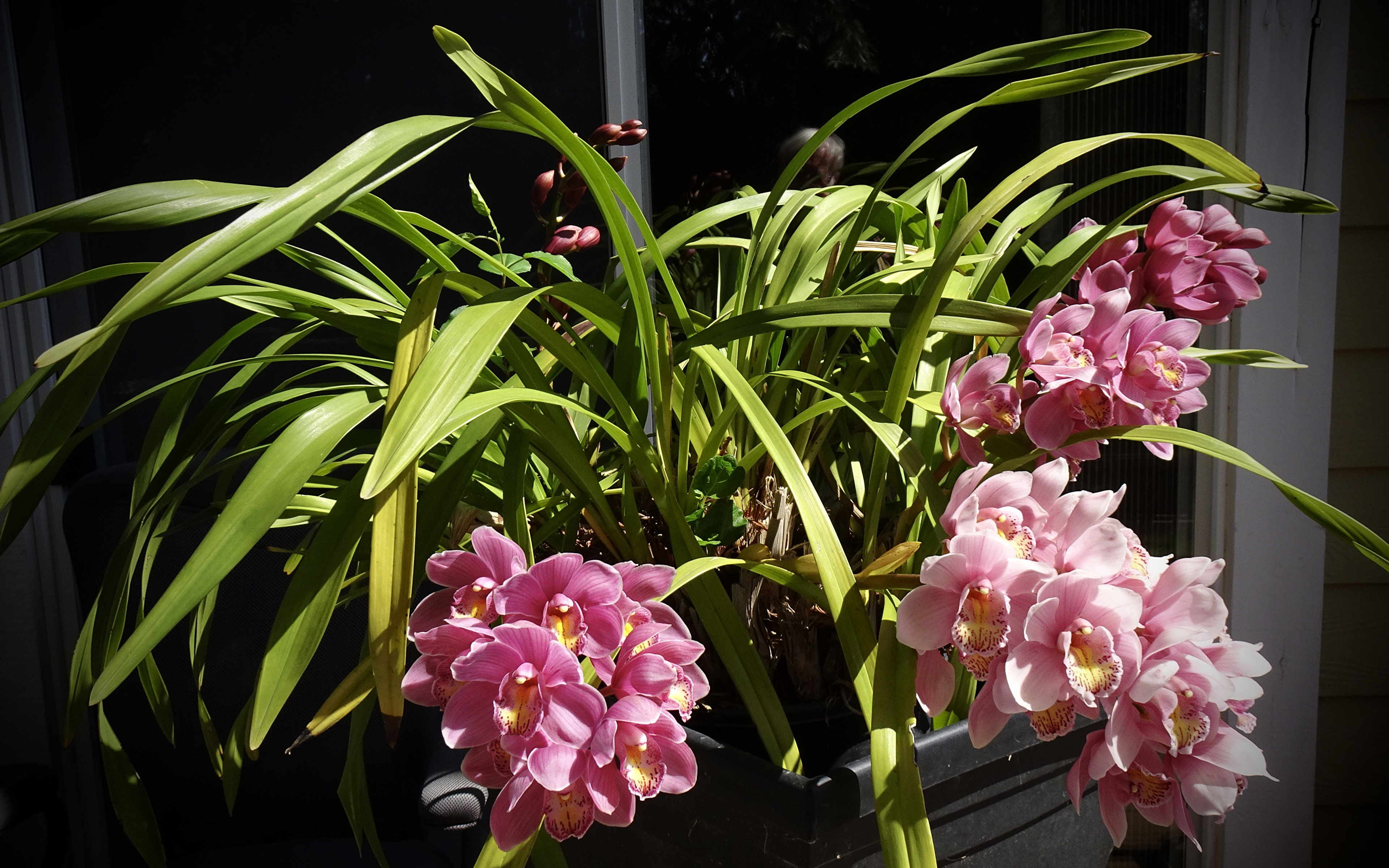 Bilder Orkideer Rosa farge blomst 3840x2400 orkide Blomster