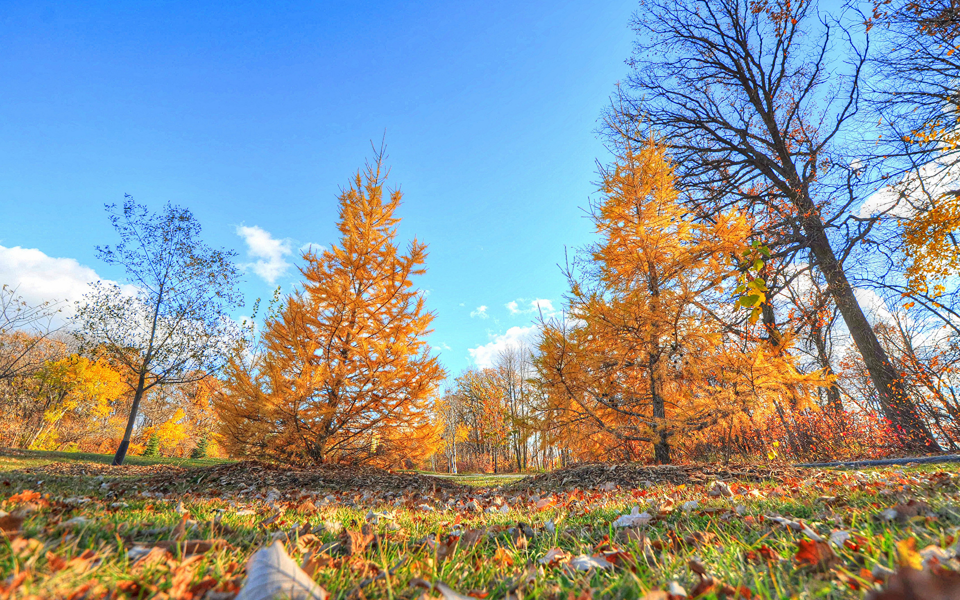Bilder von Natur Herbst Himmel Gras Bäume 1920x1200