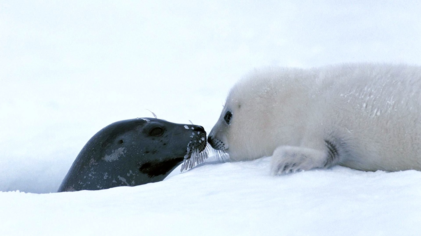 壁紙 1366x768 アザラシ 動物 ダウンロード 写真