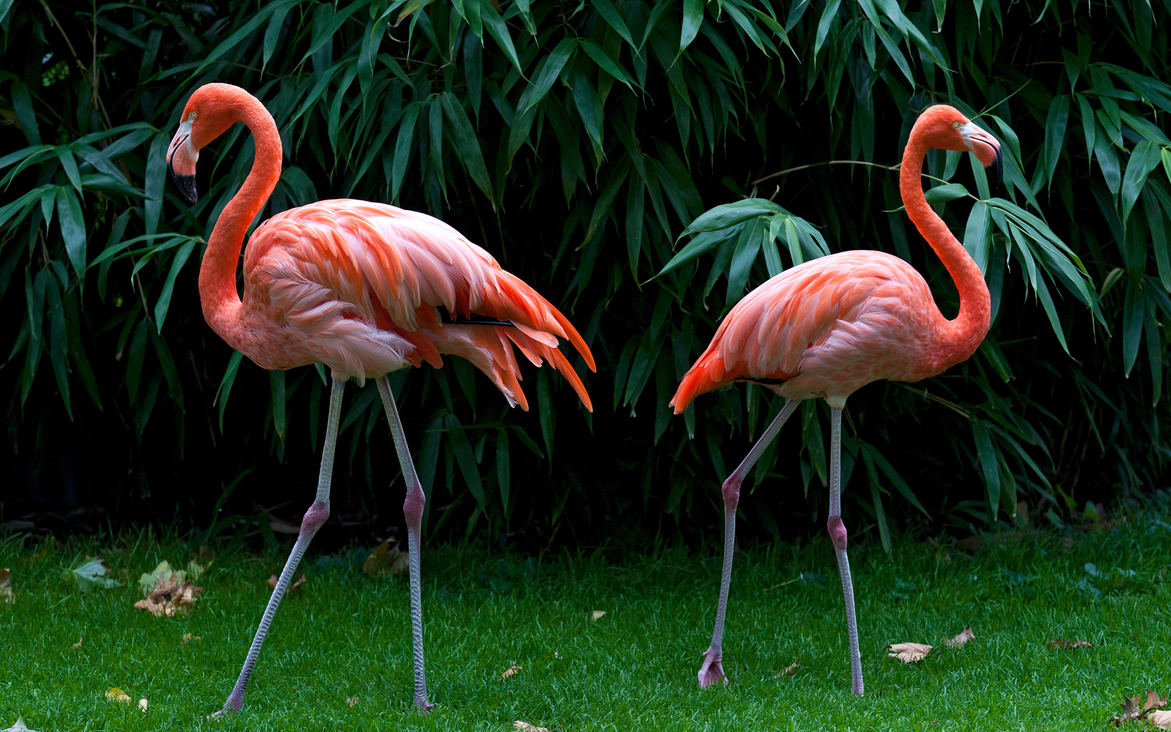 壁紙 3840x2400 鳥類 フラミンゴ 2 二つ ピンク 動物 ダウンロード 写真