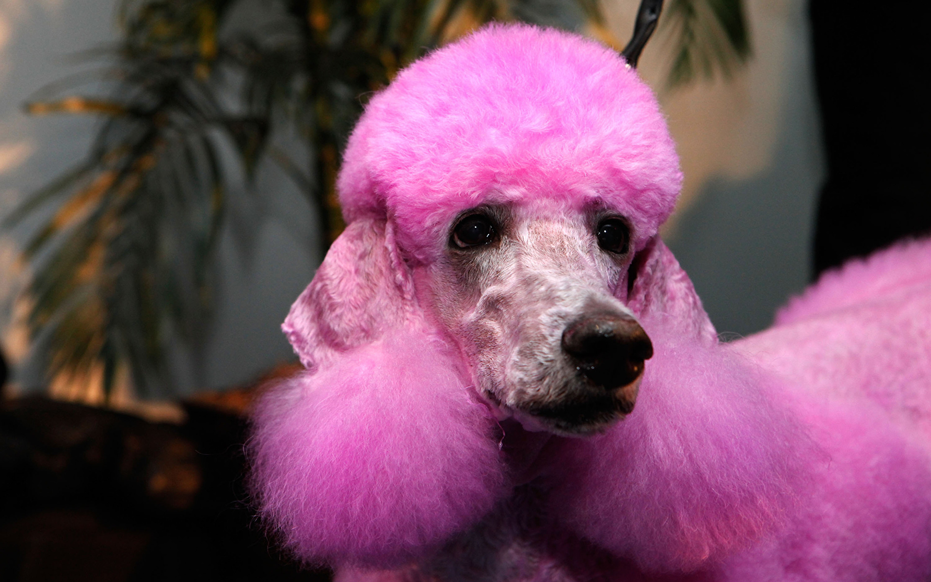 Picture Poodle dog grooming Pink color Snout Head Glance 1920x1200