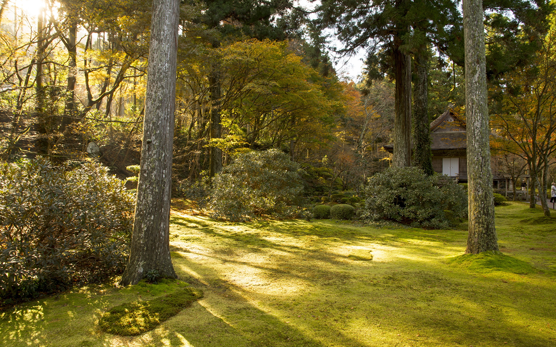 Pictures Kyoto Japan Autumn Nature Parks Trees Shrubs 1920x1200