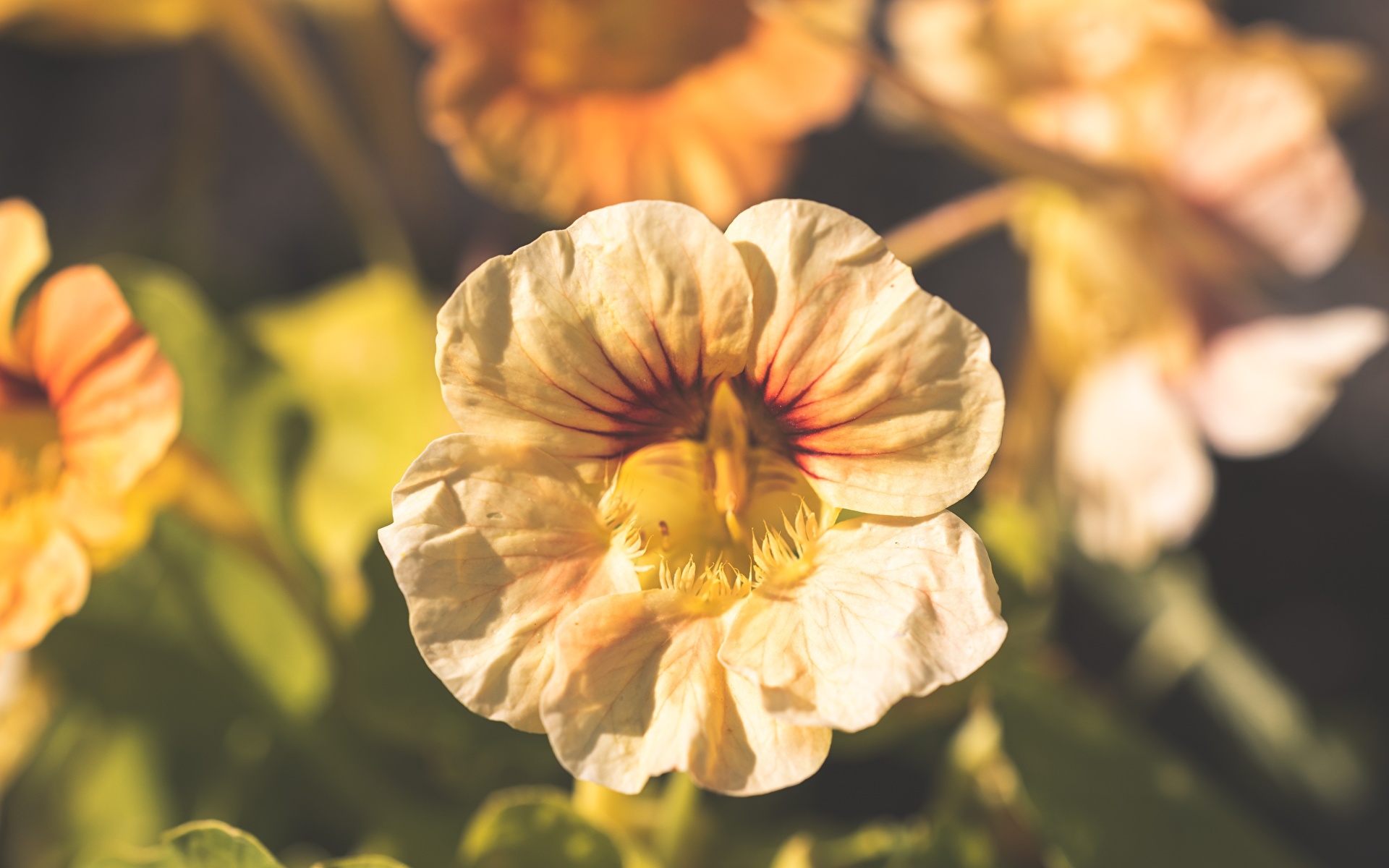 Фотография Размытый фон Цветы вблизи 1920x1200 боке цветок Крупным планом