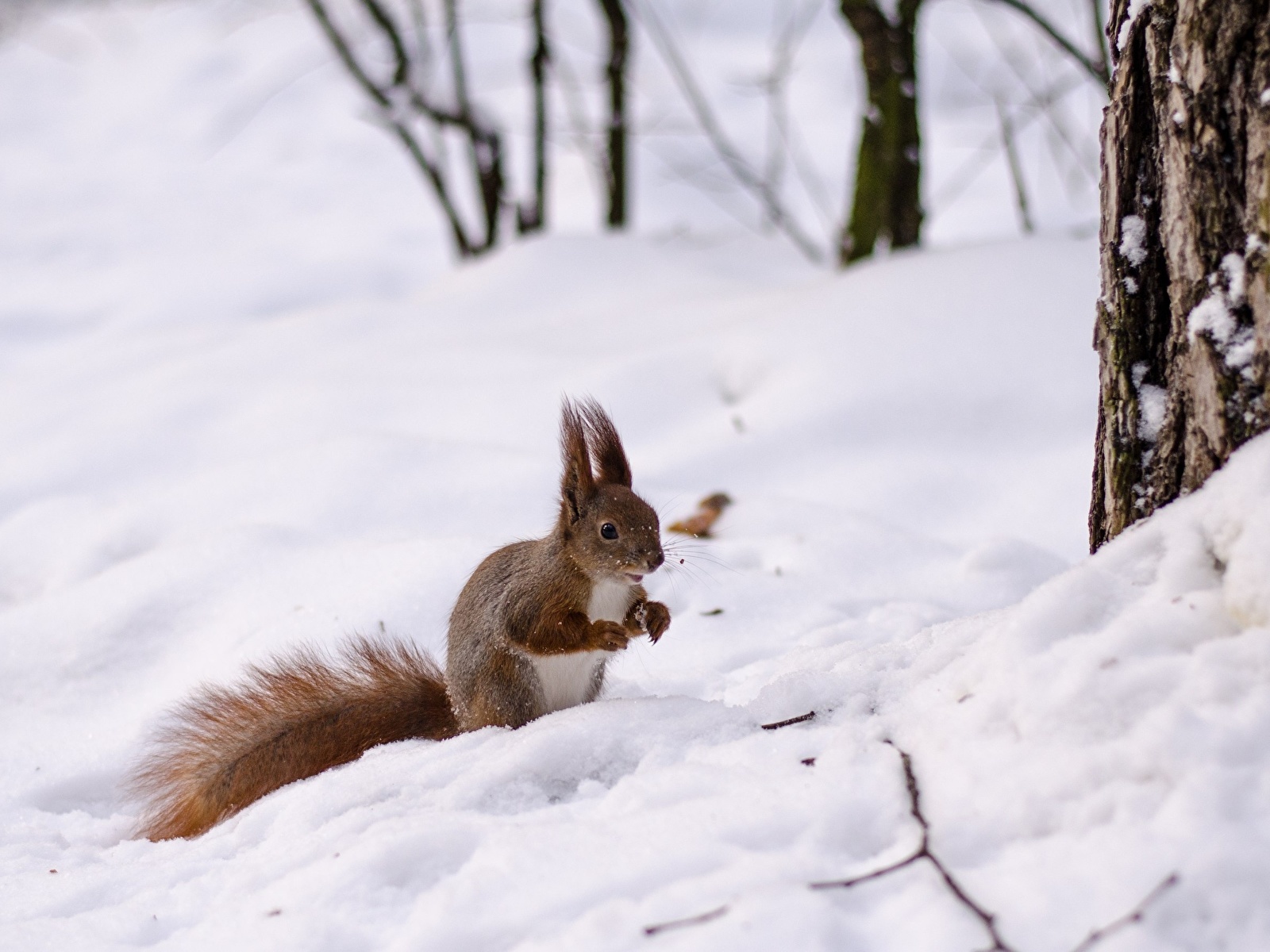zdjęcie wiewiórka Zima Śnieg Zwierzęta 1600x1200 Wiewiórki zwierzę