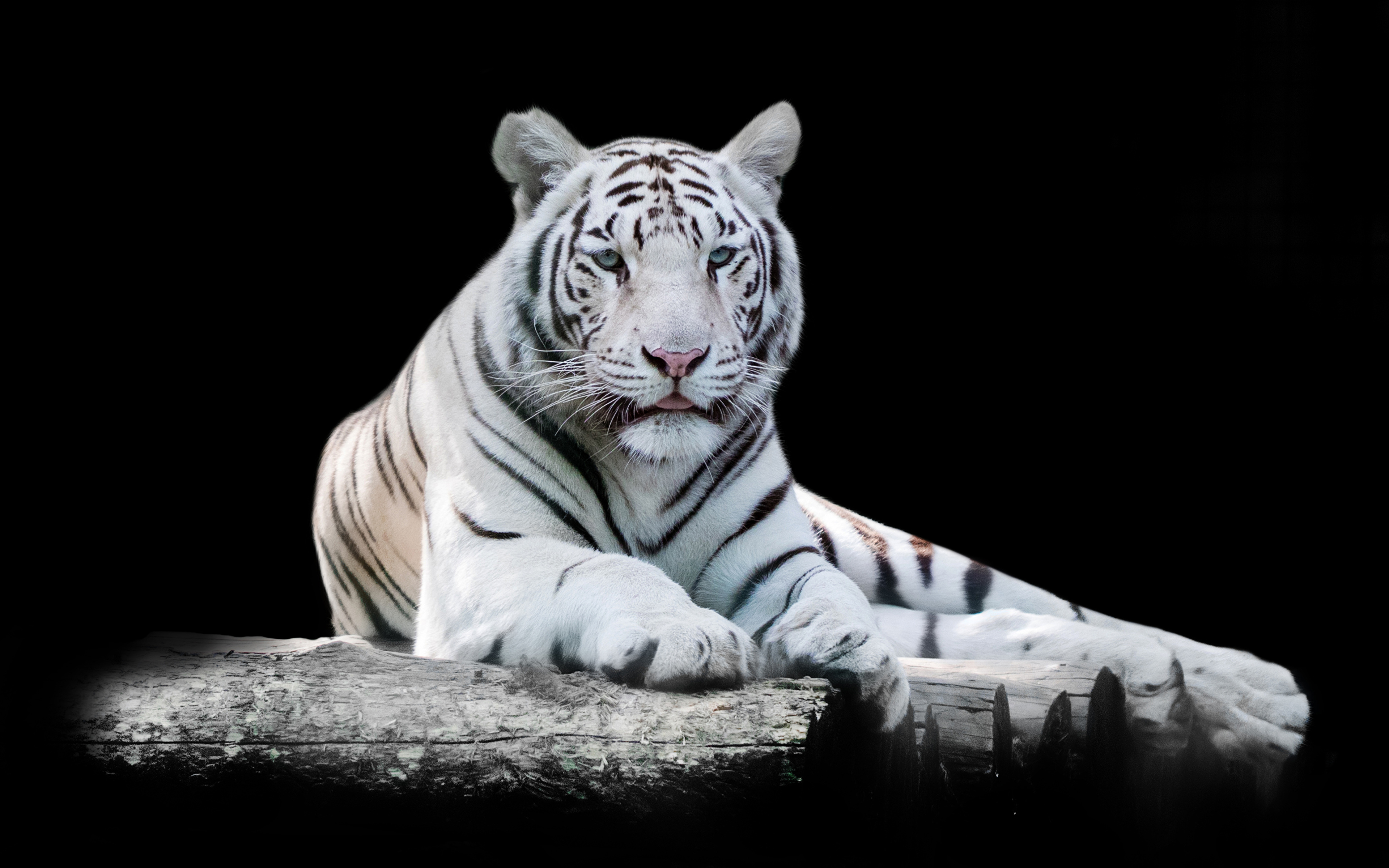 Fondos de Pantalla 3840x2400 Tigris Fondo negro Blanco Contacto visual  Animalia descargar imagenes