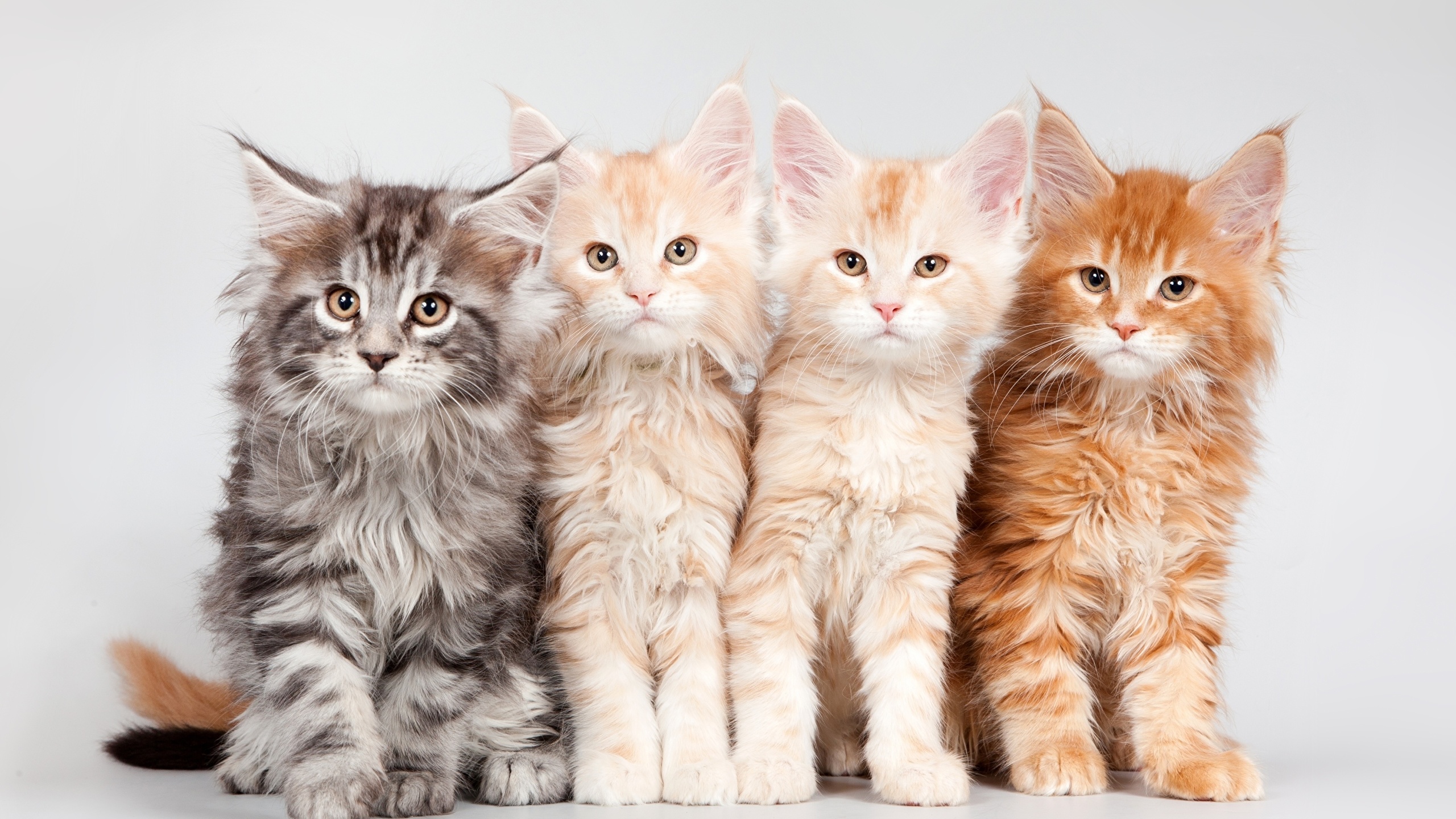 壁紙 2560x1440 飼い猫 メインクーン 子猫 ふわふわ オレンジ色動物 動物 ダウンロード 写真
