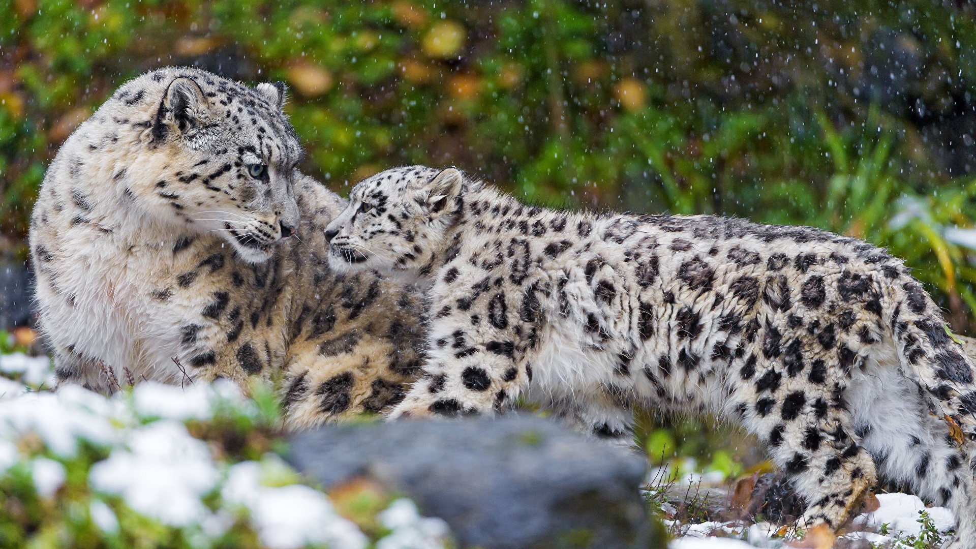 Wallpaper Big cats Snow leopards Cubs animal 1920x1080