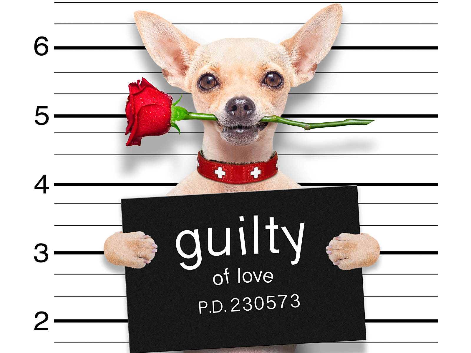 Picture Chihuahua Dogs English Funny Red rose animal White 1600x1200