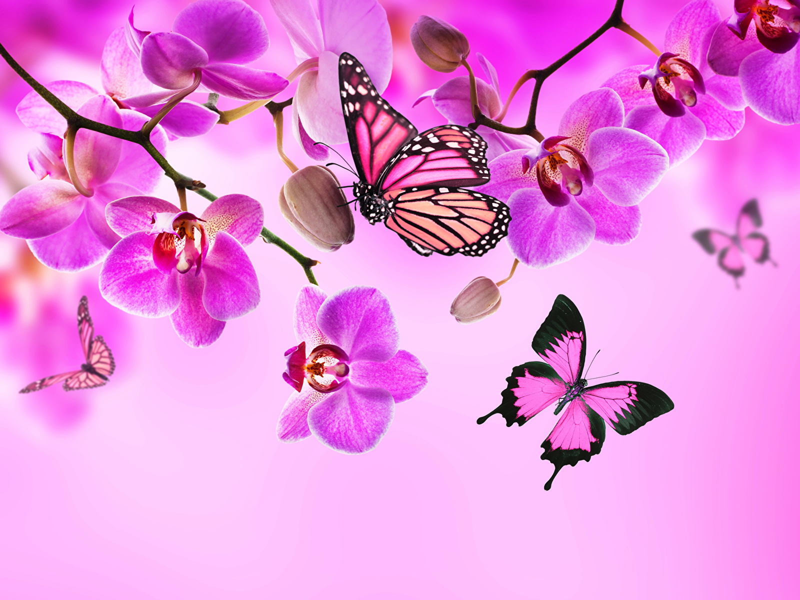 Télécharger Papillon rose sur les fleurs de cerisier