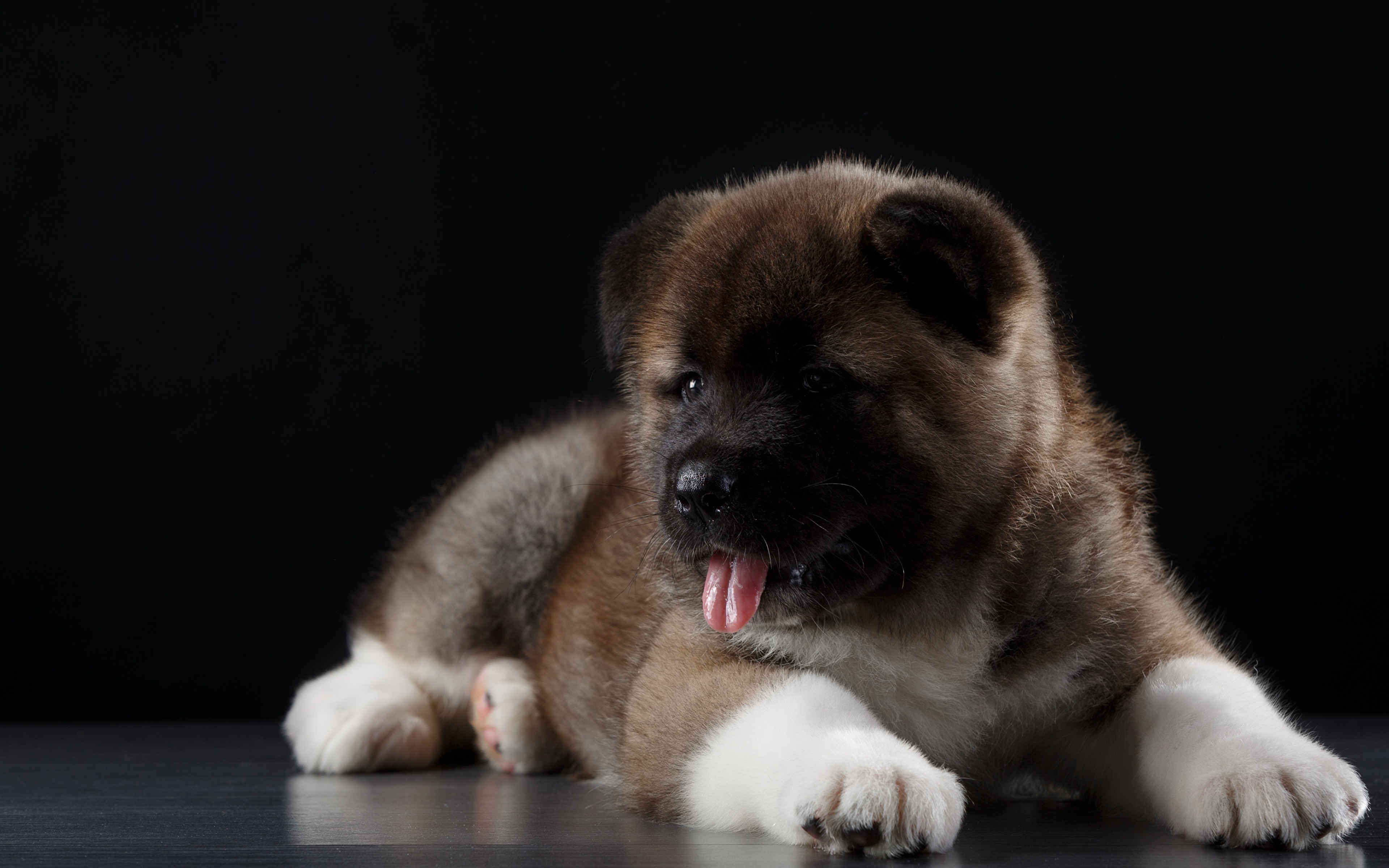 Desktop Wallpapers American Akita dog Paws Animals 3840x2400