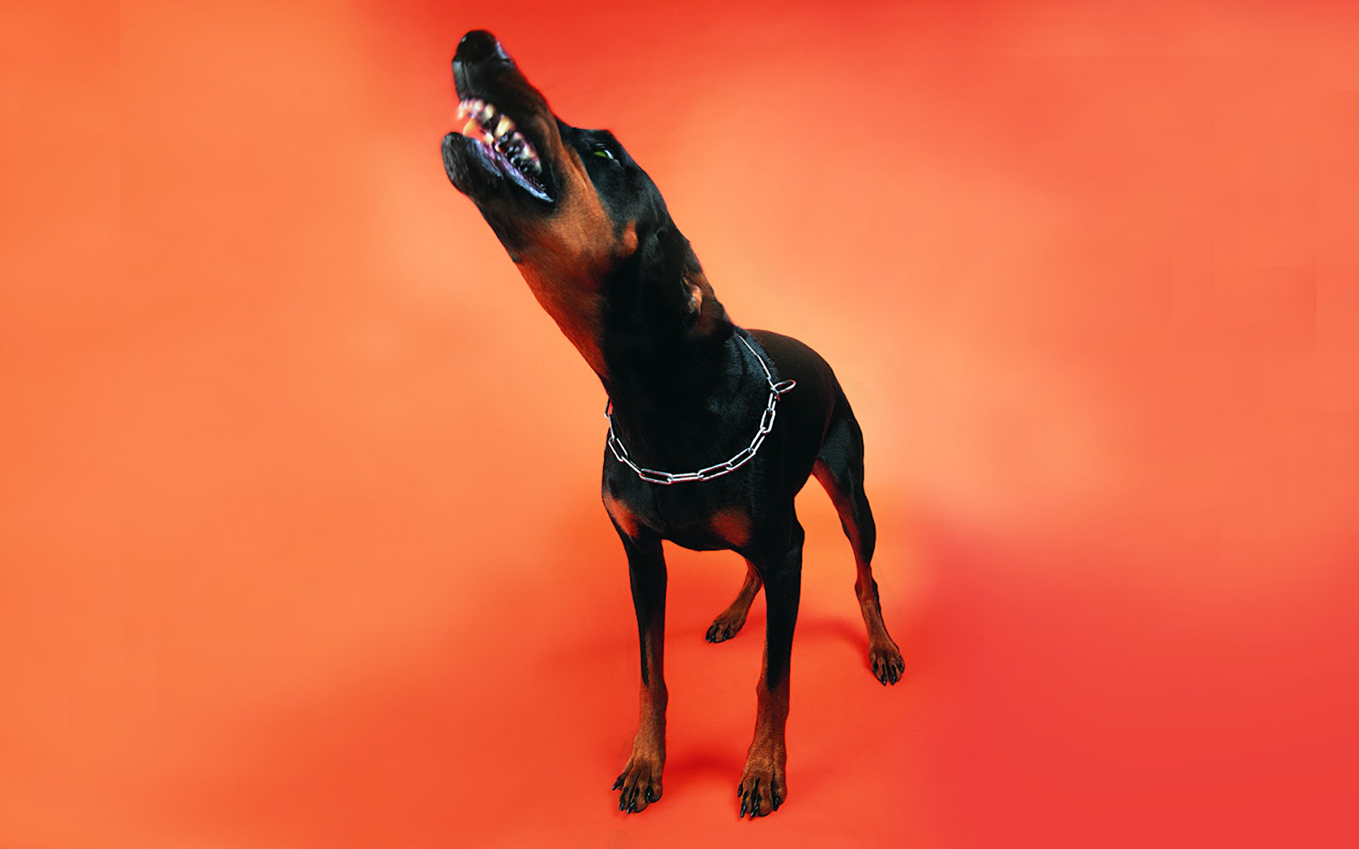 210 Angry Doberman Pinscher Stock Photos Pictures  RoyaltyFree Images   iStock