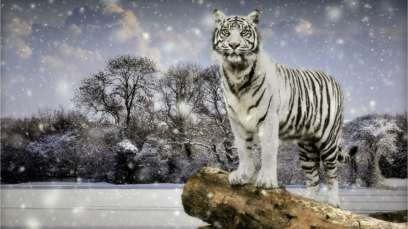 Fondos de Pantalla 1366x768 Tigris Invierno Blanco Copo de nieve Animalia  descargar imagenes