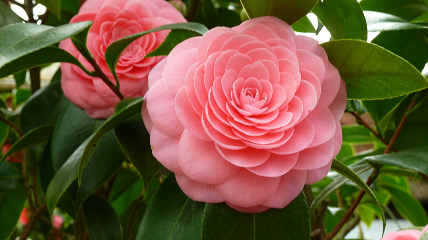 Desktop Wallpapers Pink color Flowers Camellia Closeup 1366x768