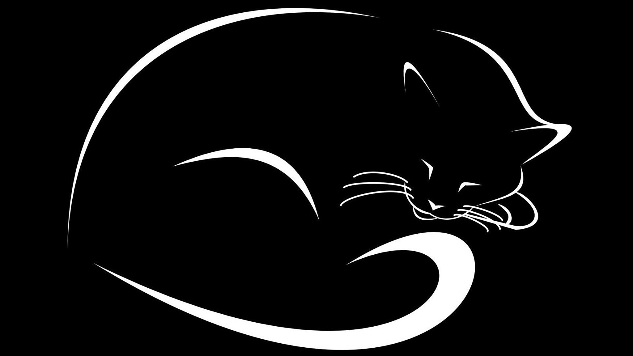 Контуры на черном фоне. Силуэт кошки. Векторная Графика кошки. Черный кот рисунок. Черная кошка на черном фоне.