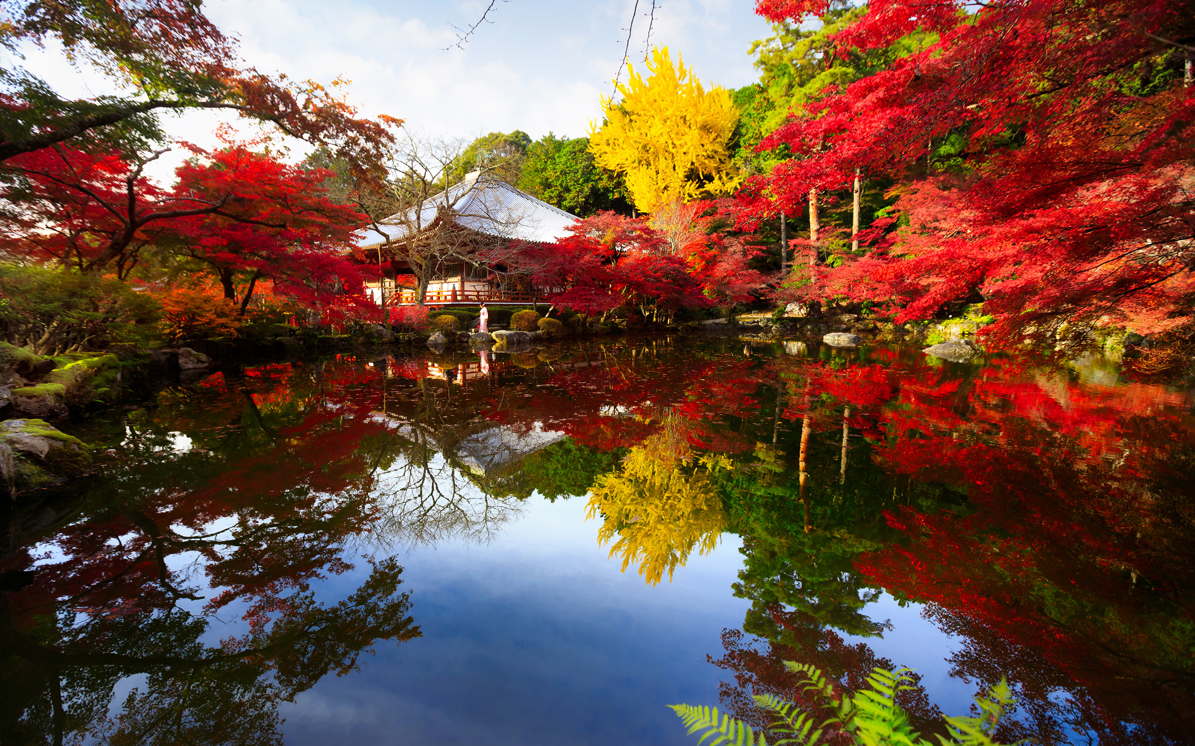 壁紙 3840x2400 日本 池塘 公园 秋季 京都市 树 大自然 下载 照片