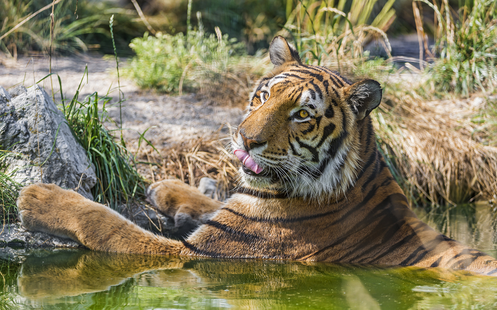 Foto tigre animale ©Tambako The Jaguar 1920x1200 Tigri panthera tigris Animali