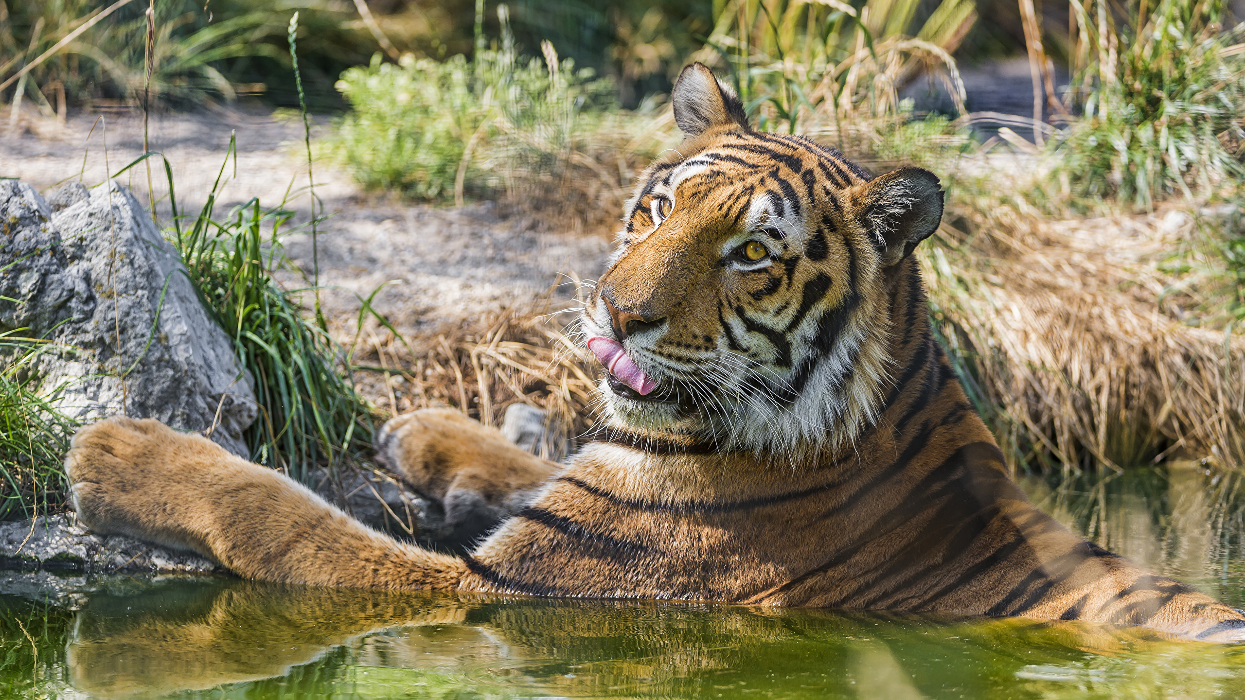 Фотографии тигр животное ©Tambako The Jaguar 2560x1440 Тигры Животные