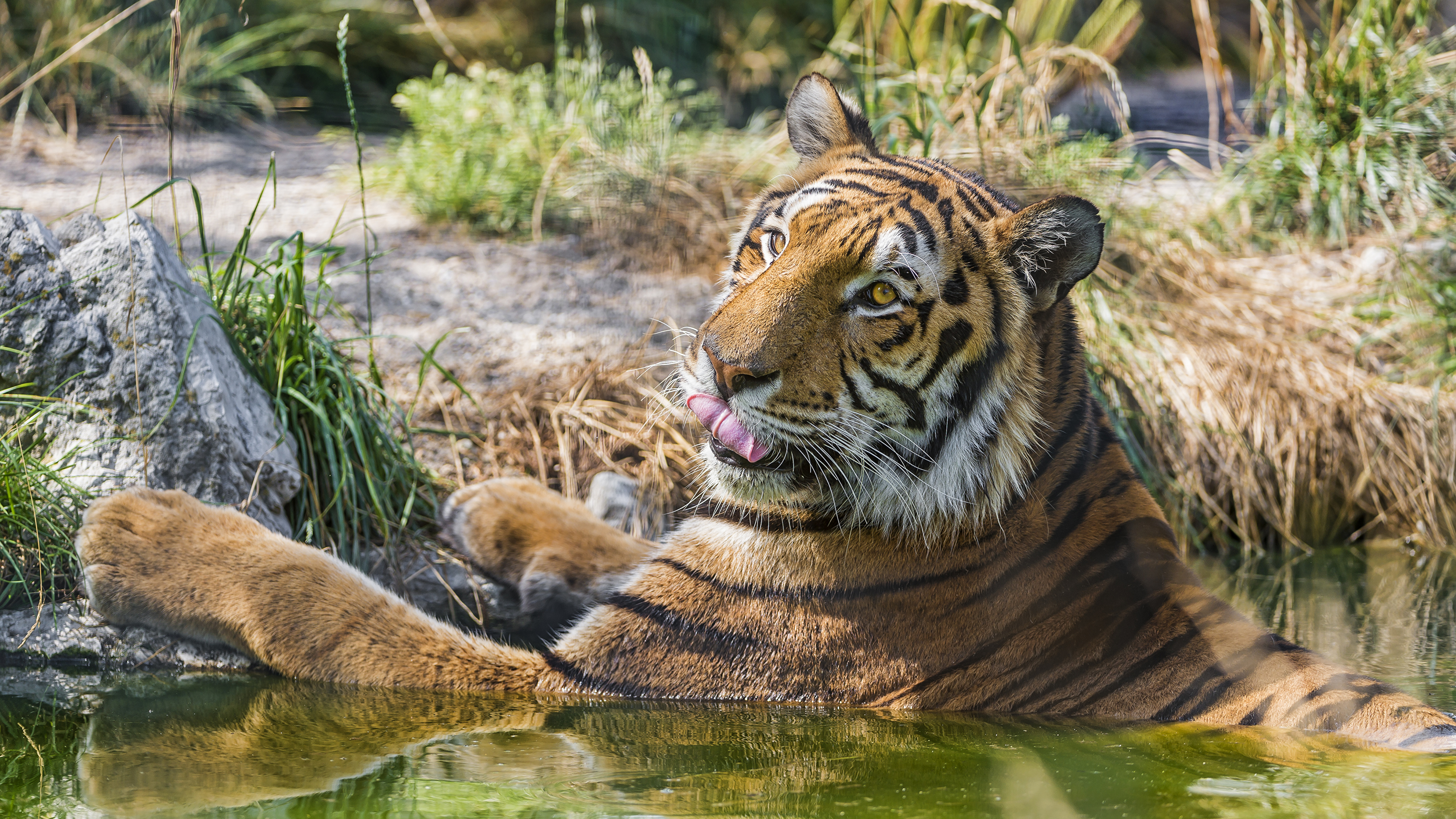 Foto tigre animale ©Tambako The Jaguar 3840x2160 Tigri panthera tigris Animali