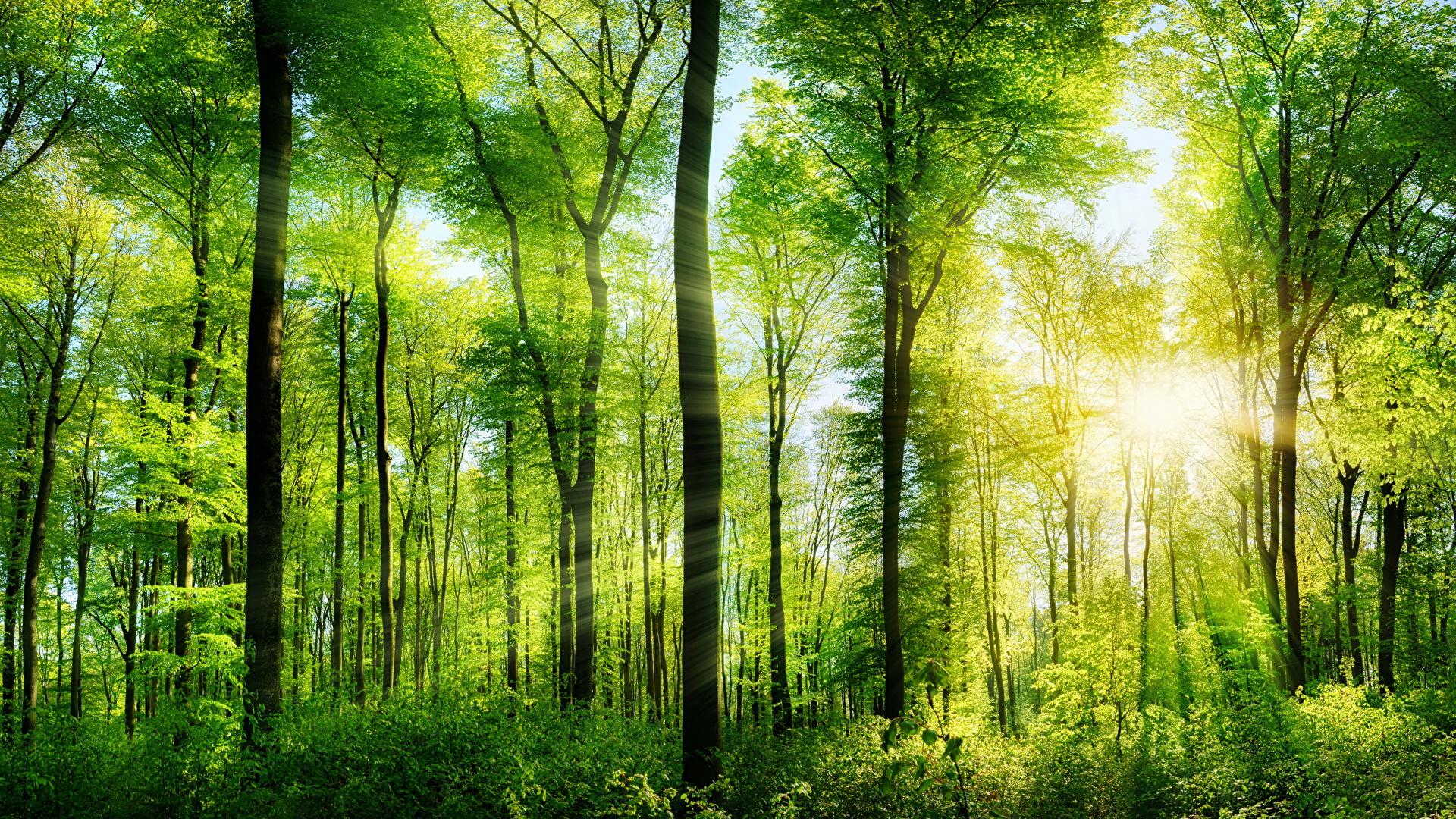 壁紙 19x1080 森林 夏 光線 木の幹 自然 ダウンロード 写真