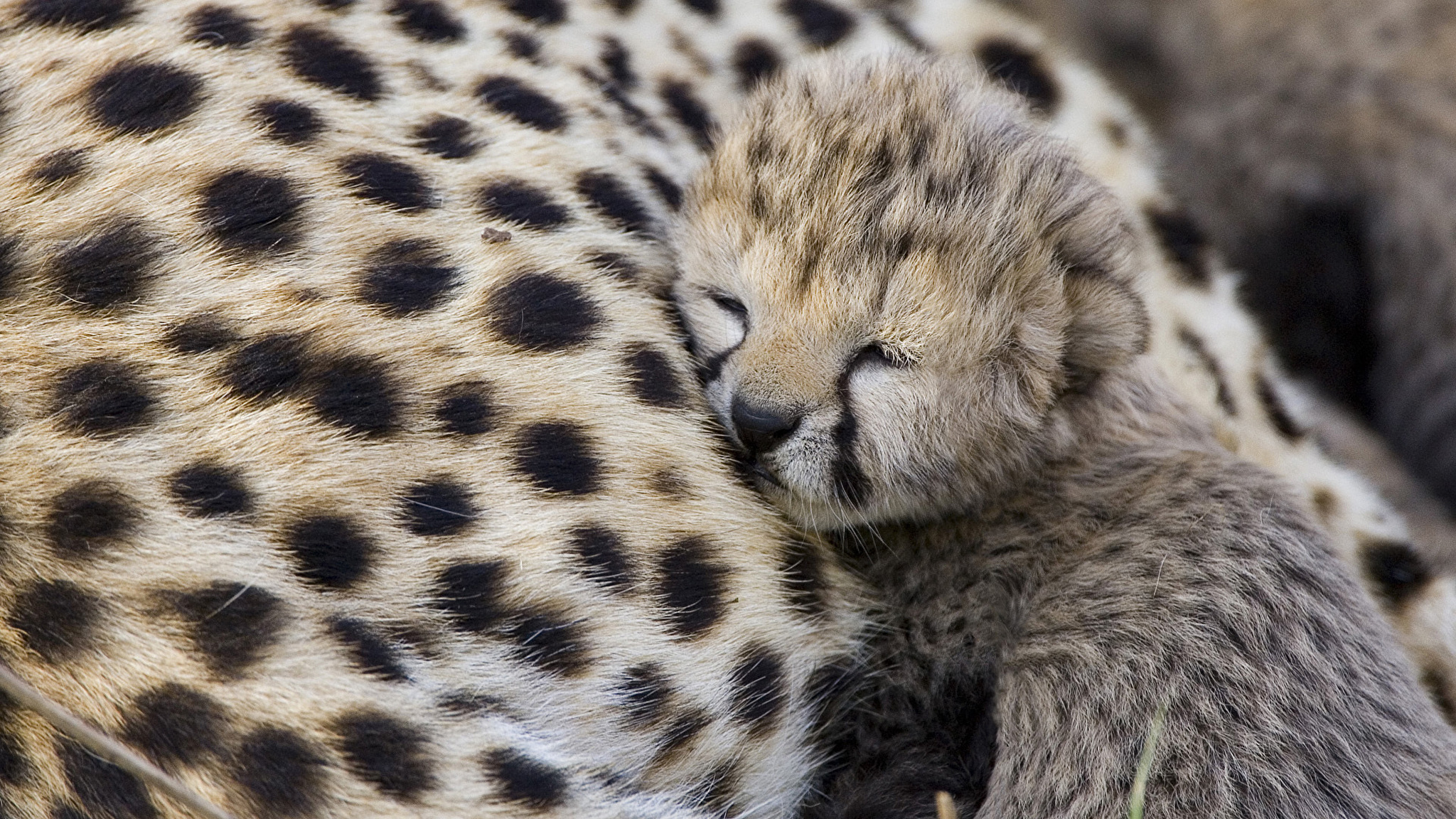 Красивые обои на рабочий стол. Гепард Cheetah 1994. Маленький гепард. Милые гепарды. Картинки на обои животные.