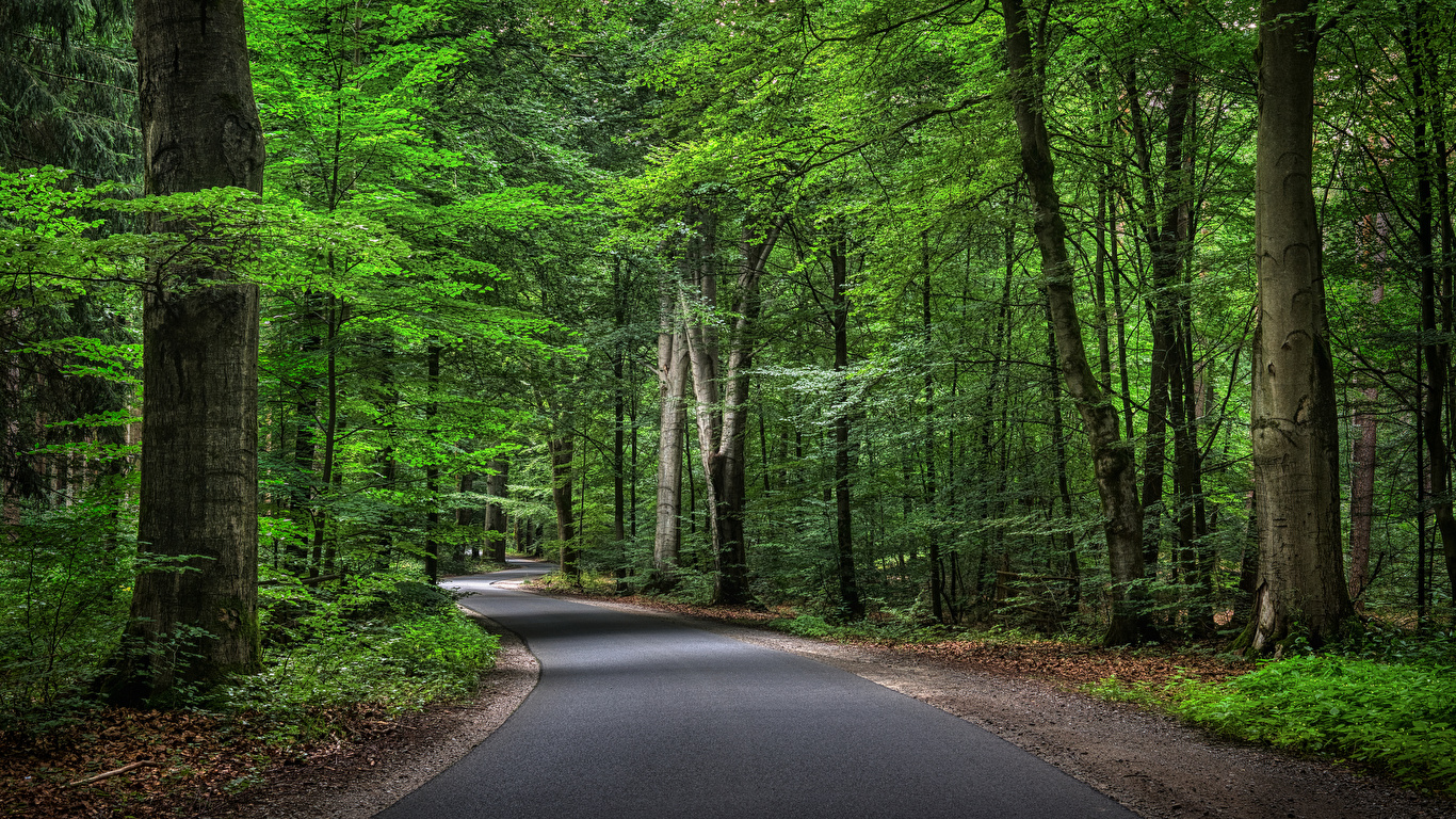 Road in a forest, forest, green 1366x768, road, HD wallpaper