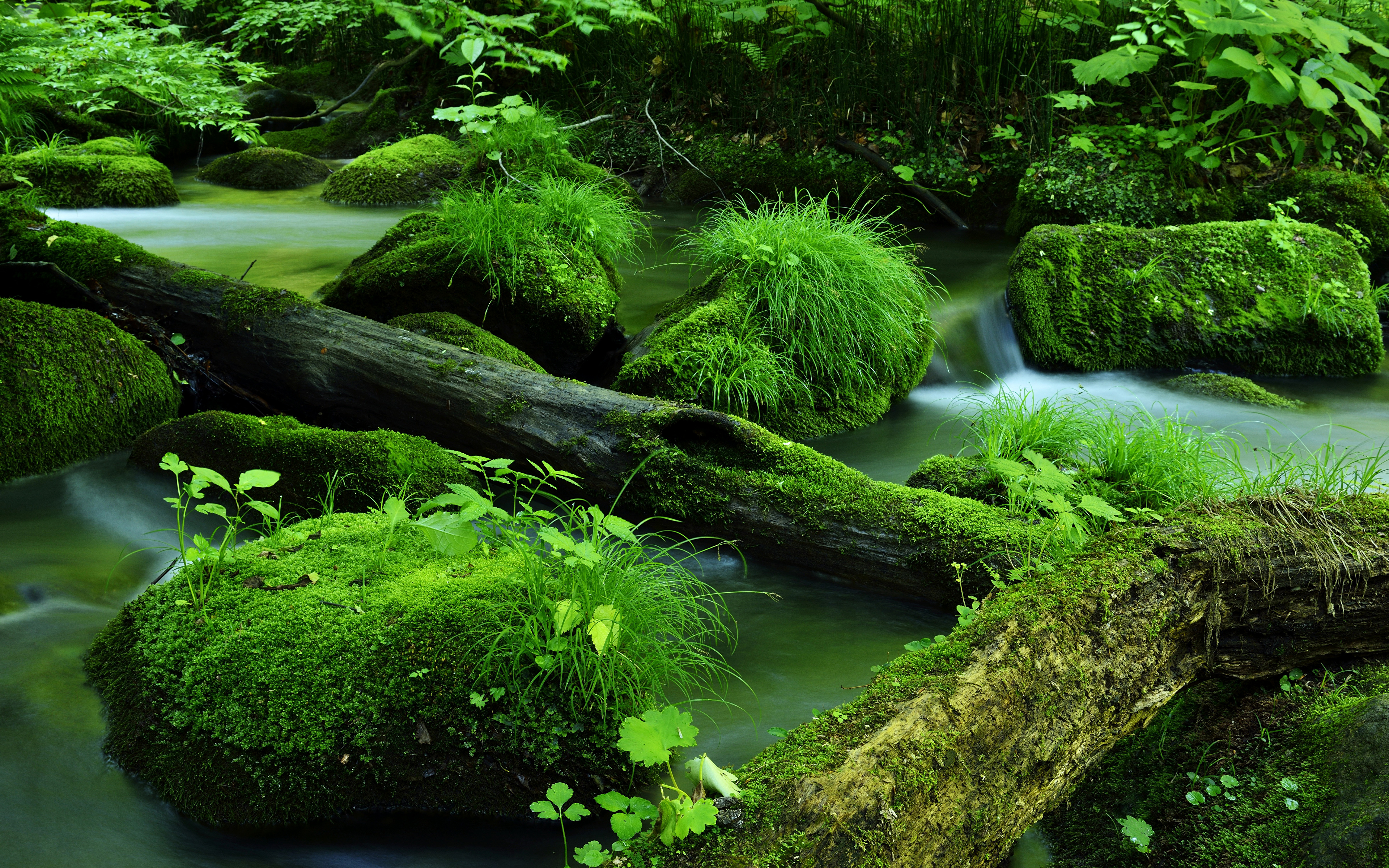 壁紙 3840x2400 川 木の幹 コケ 草 緑 自然 ダウンロード 写真