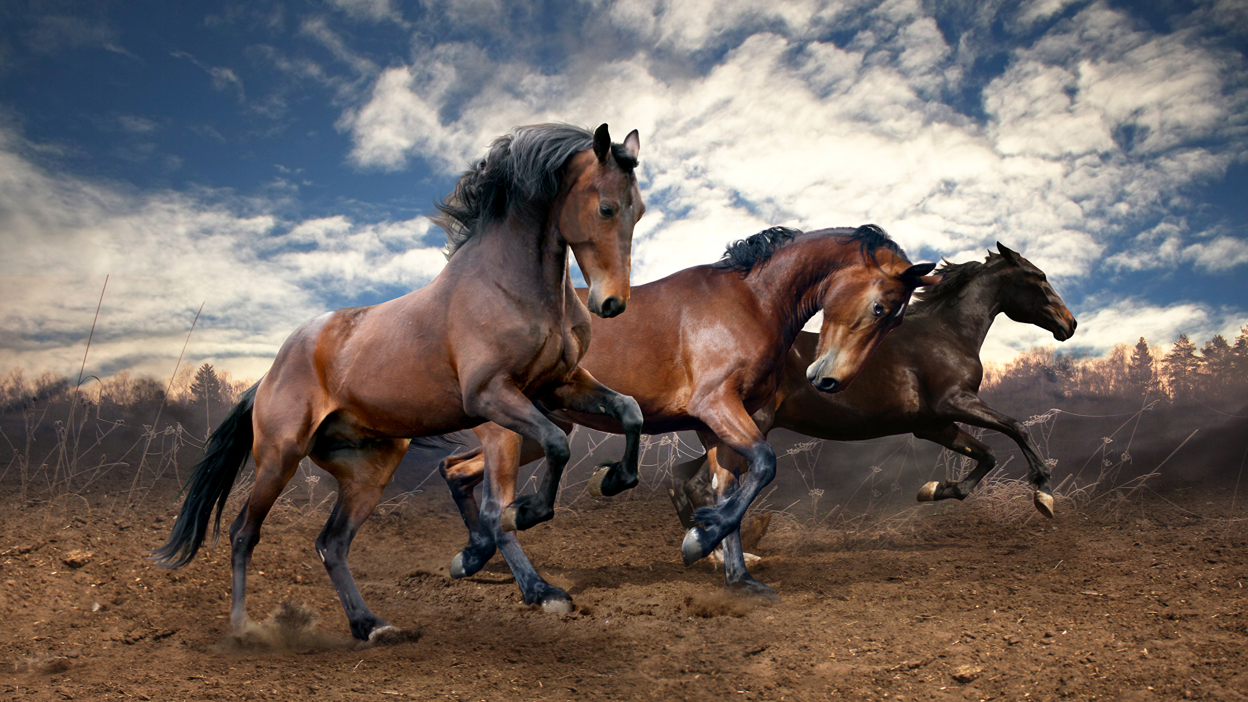 Horses_Three_3_Run_488731_2560x1440.jpg