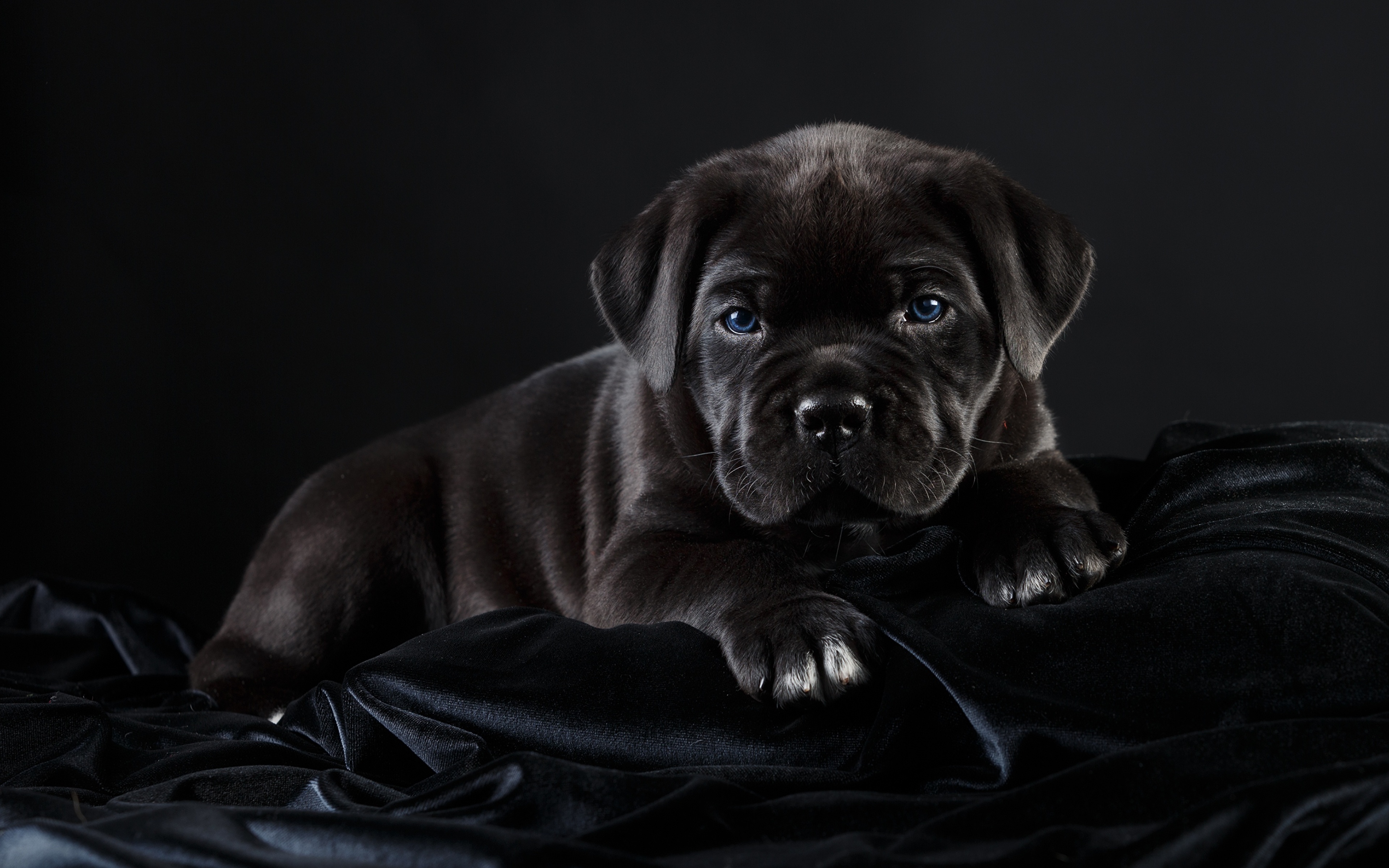 Desktop Wallpapers Cane Corso Dogs Black Animals Black 3840x2400