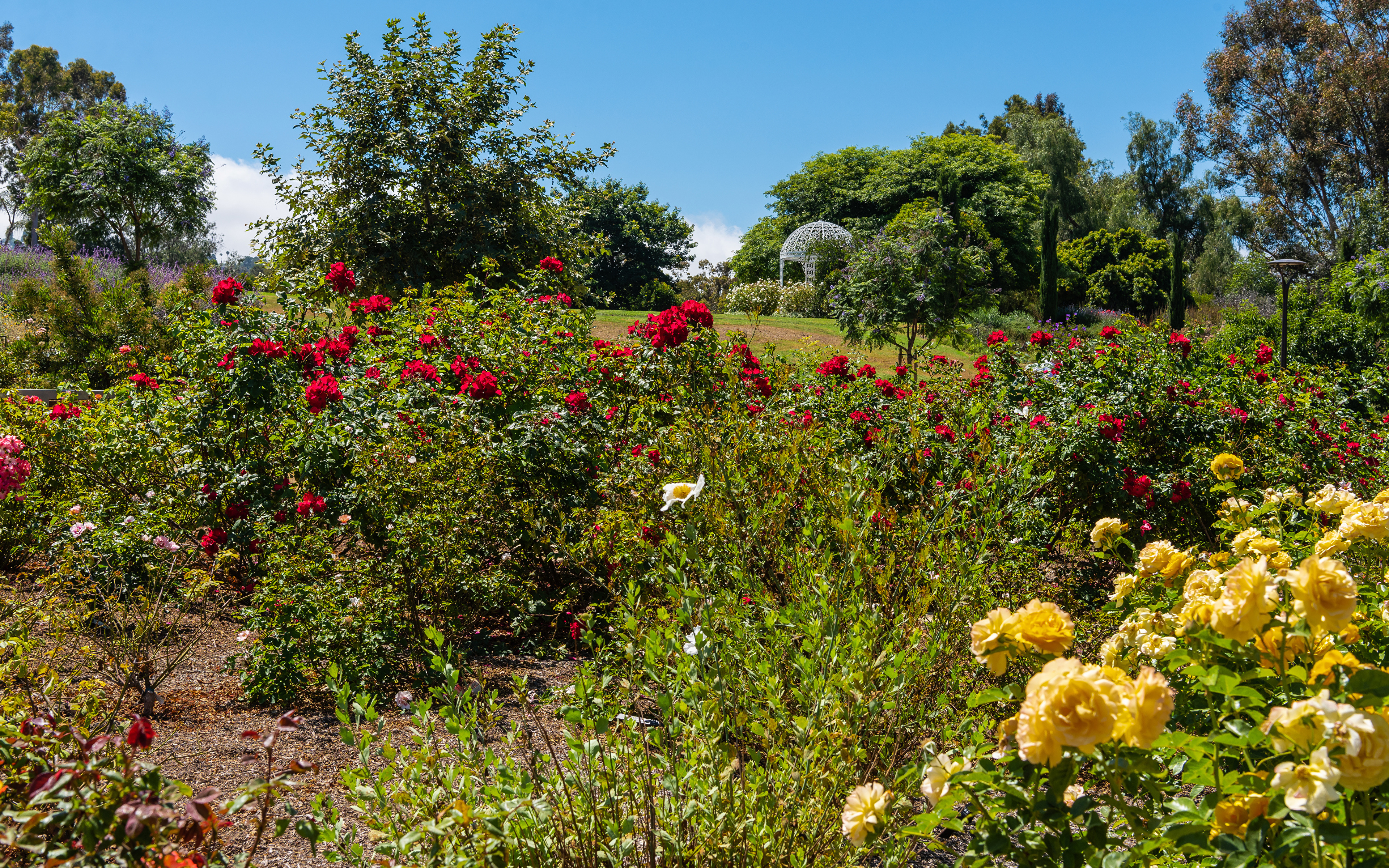 Image California Usa South Coast Botanic Garden Rose 3840x2400