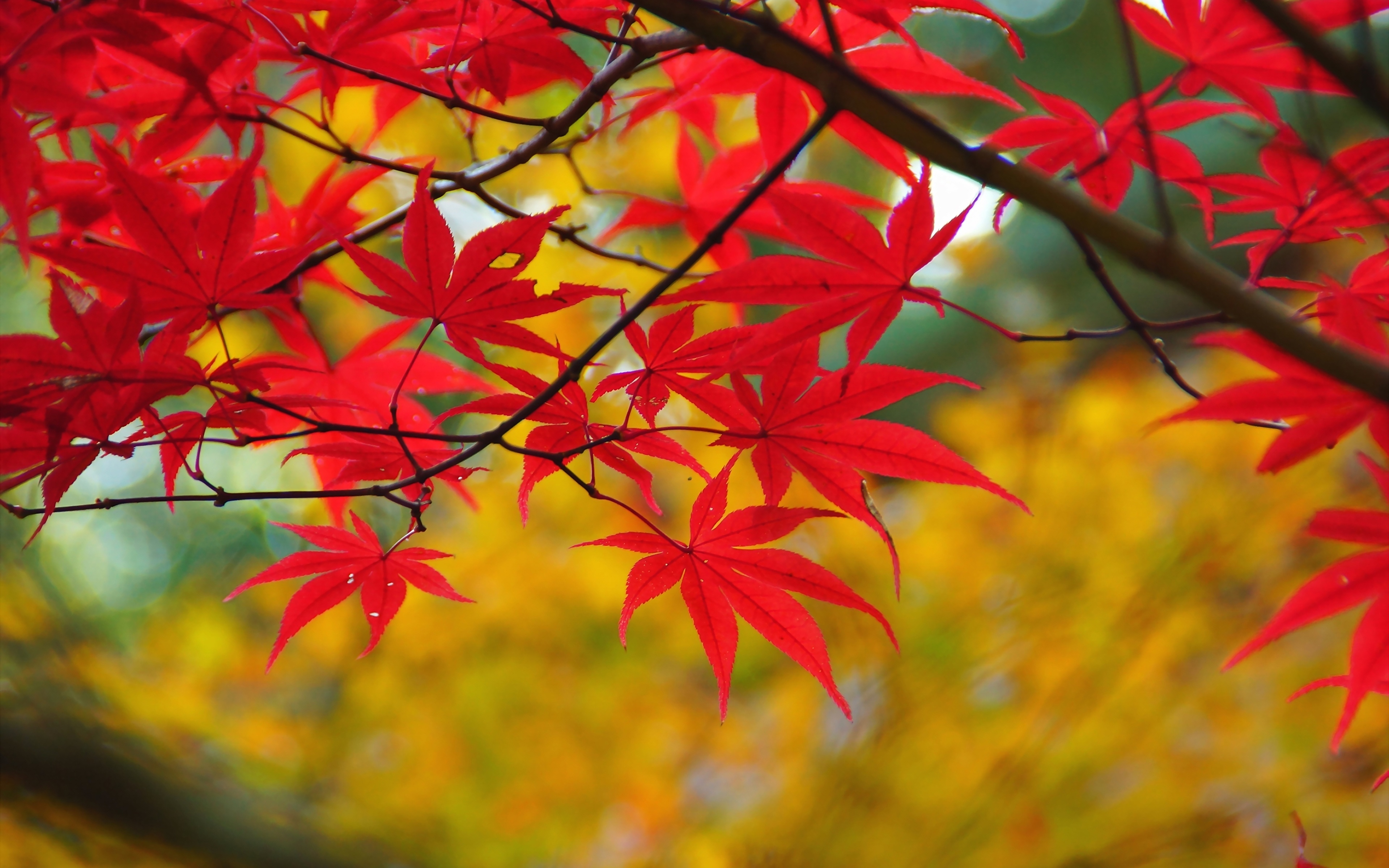 Photo Leaf acer Nature Branches 3840x2400