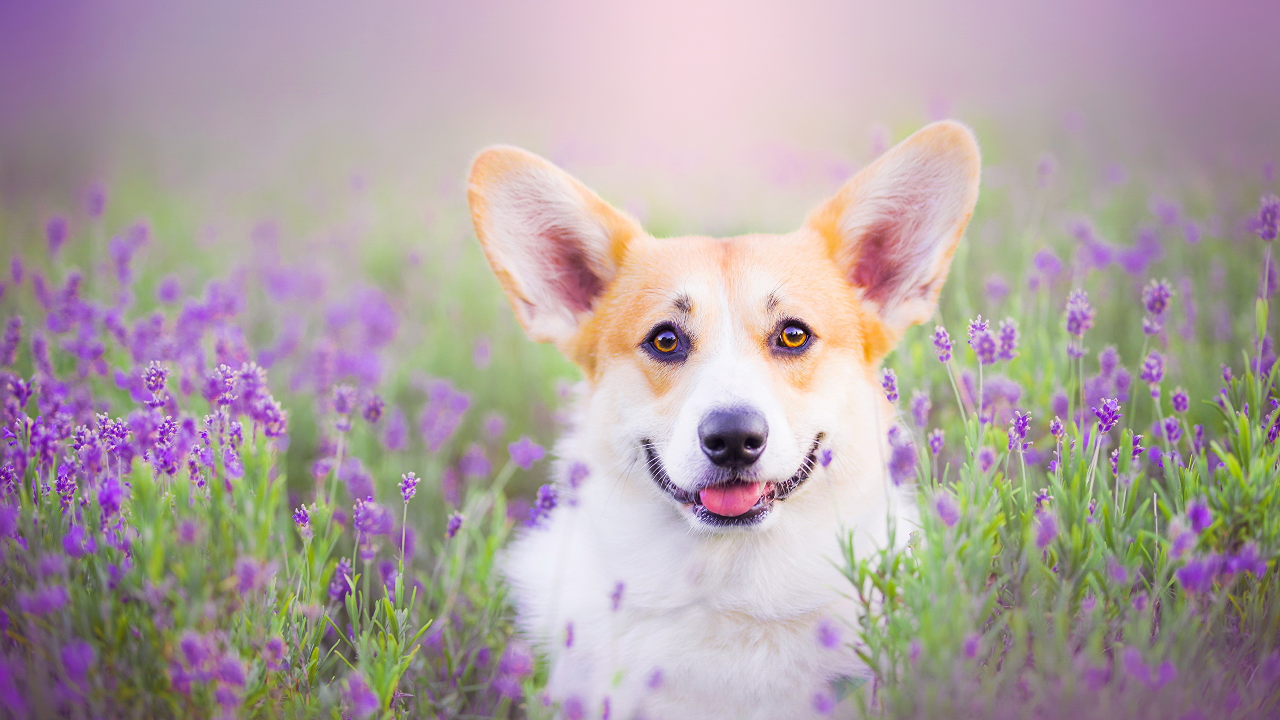 Wallpaper Welsh Corgi dog Glance Animals 2560x1440