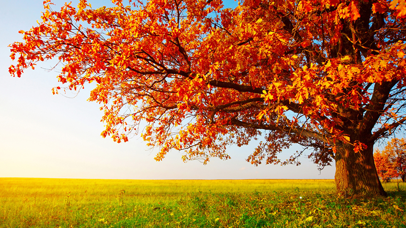 Pictures Autumn Trees Grass Nature Fields Branches 1366x768