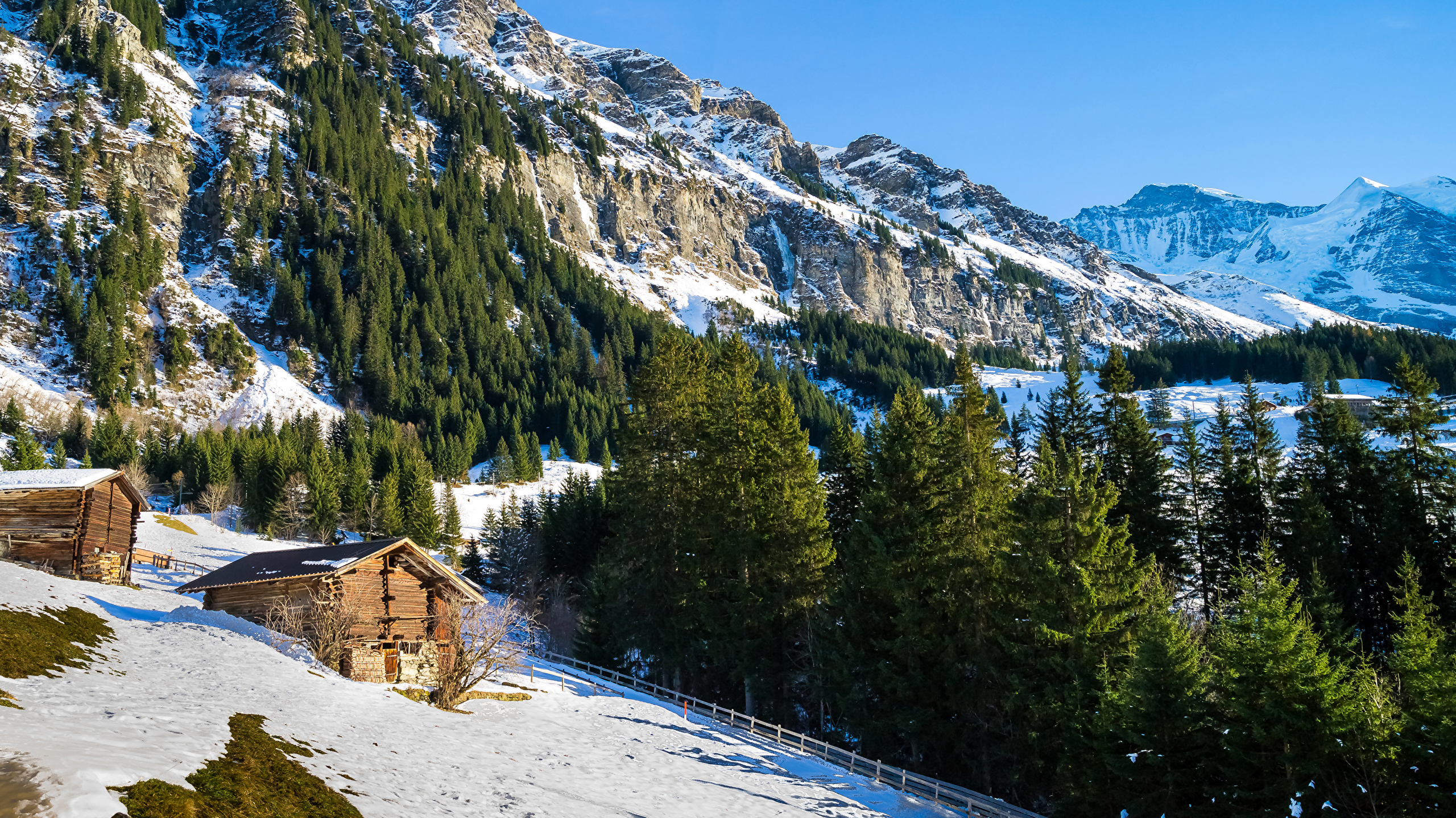 壁紙 2560x1440 スイス 山 冬 アルプス山脈 トウヒ属 雪 自然 ダウンロード 写真
