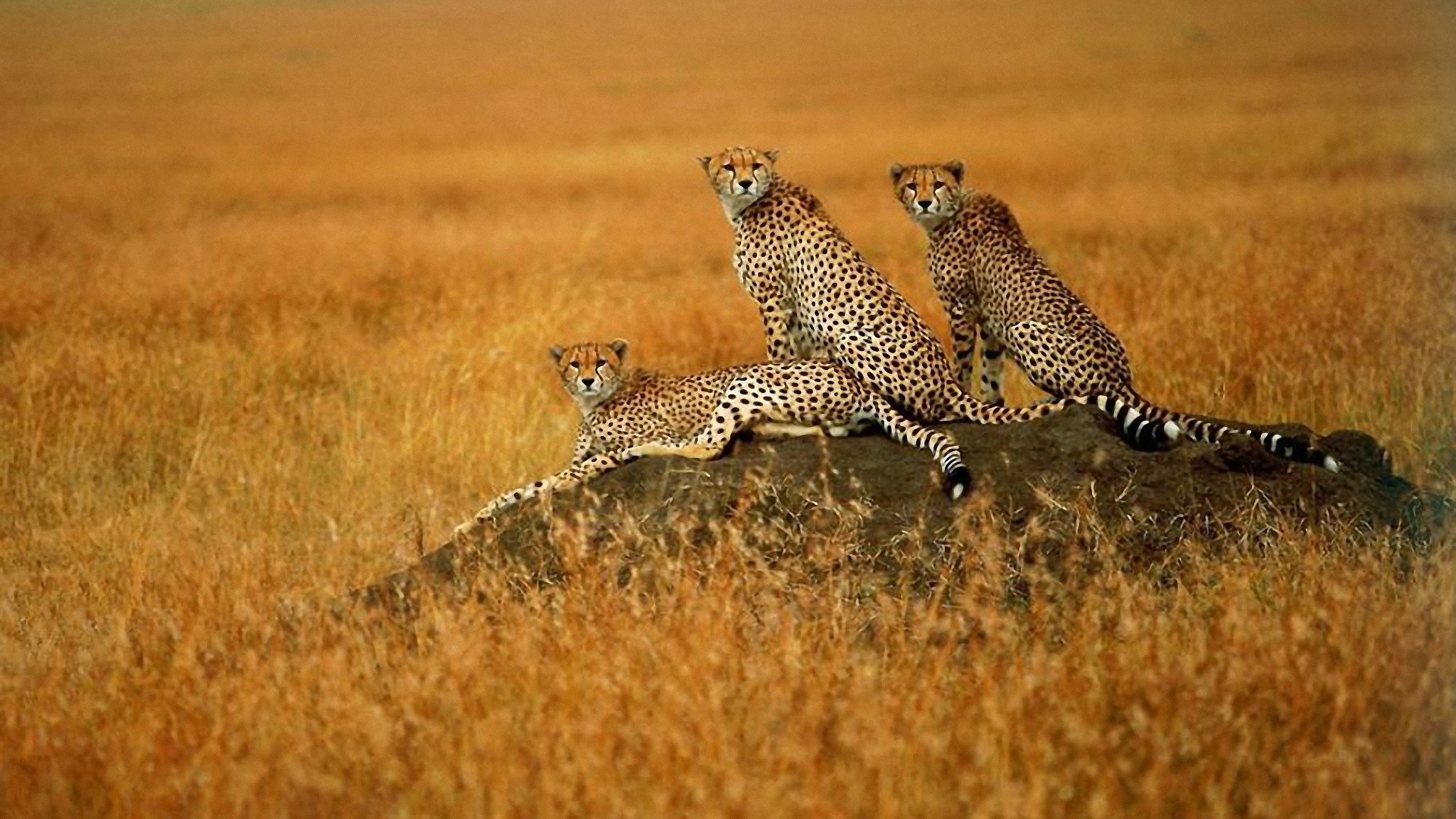 Движение первых дикая природа. Африканская Саванна гепард. Леопард гепард в дикой природе. Гепард в Африке. Леопард в саванне.