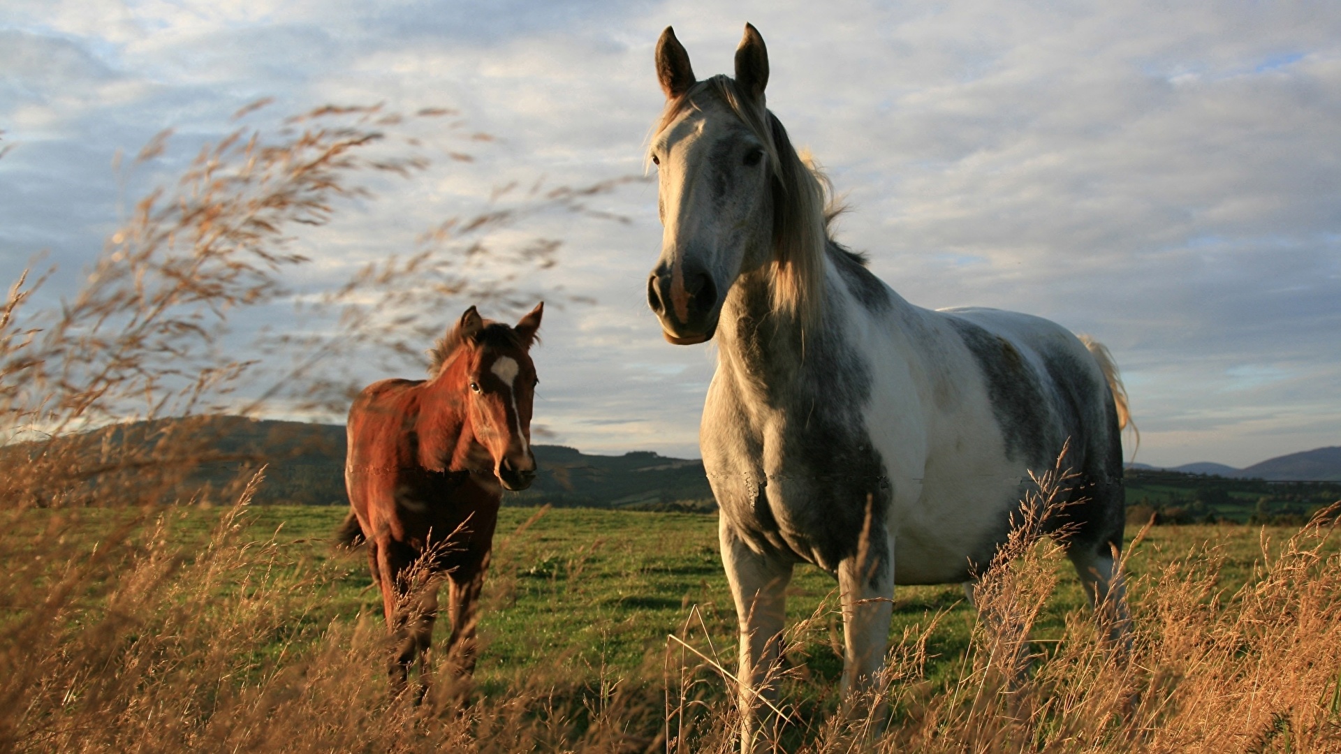 Desktop Hintergrundbilder Pferde Ein Tier 1920x1080