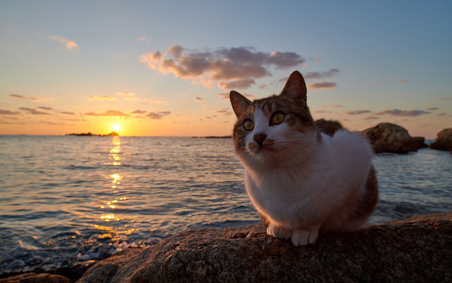 壁紙 19x10 飼い猫 朝焼けと日没 大洋 動物 ダウンロード 写真