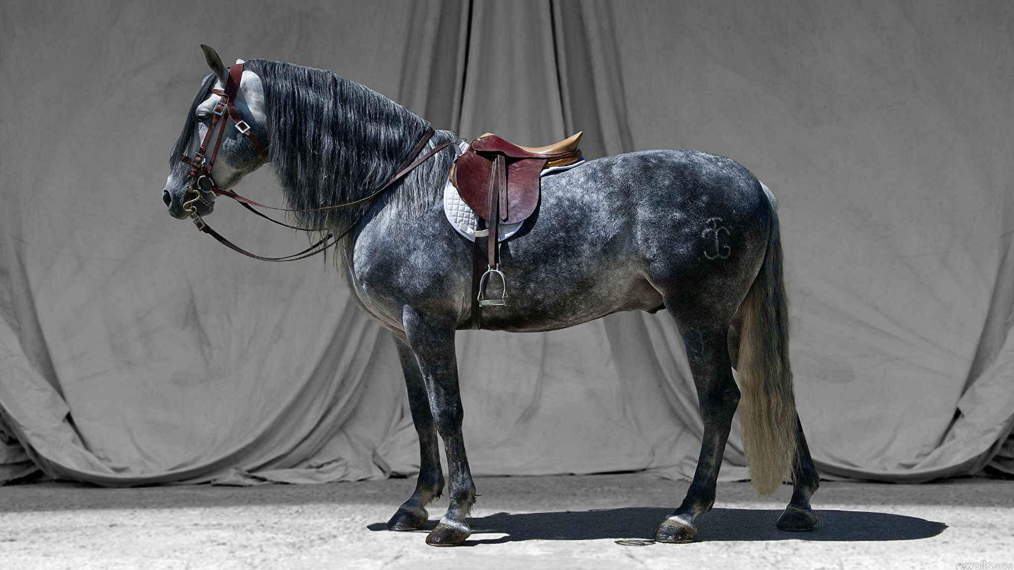 На сером коне. Карабаир порода лошадей. Седло для лошади. Оседланная лошадь. Конь с седлом.