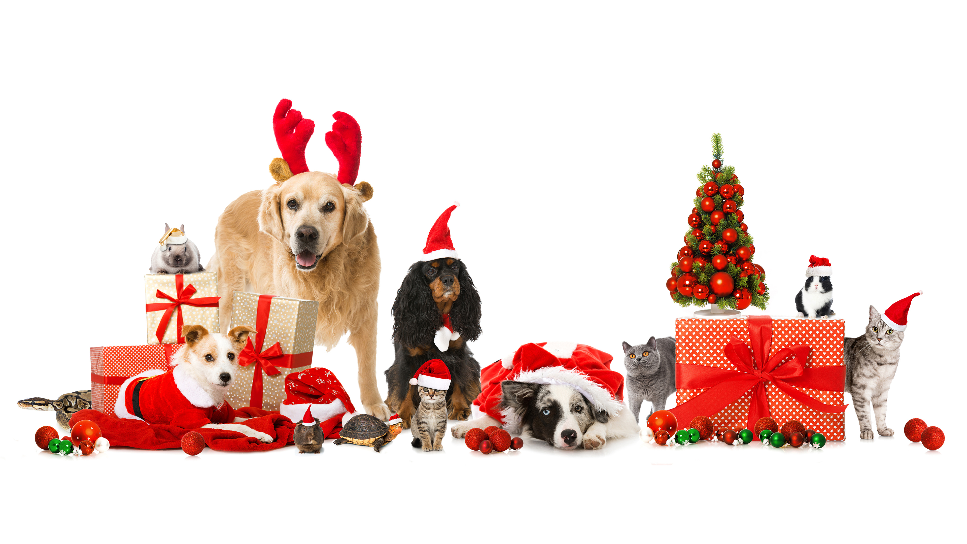 Desktop Wallpapers Border Collie Dogs Cats New year Winter 3840x2160