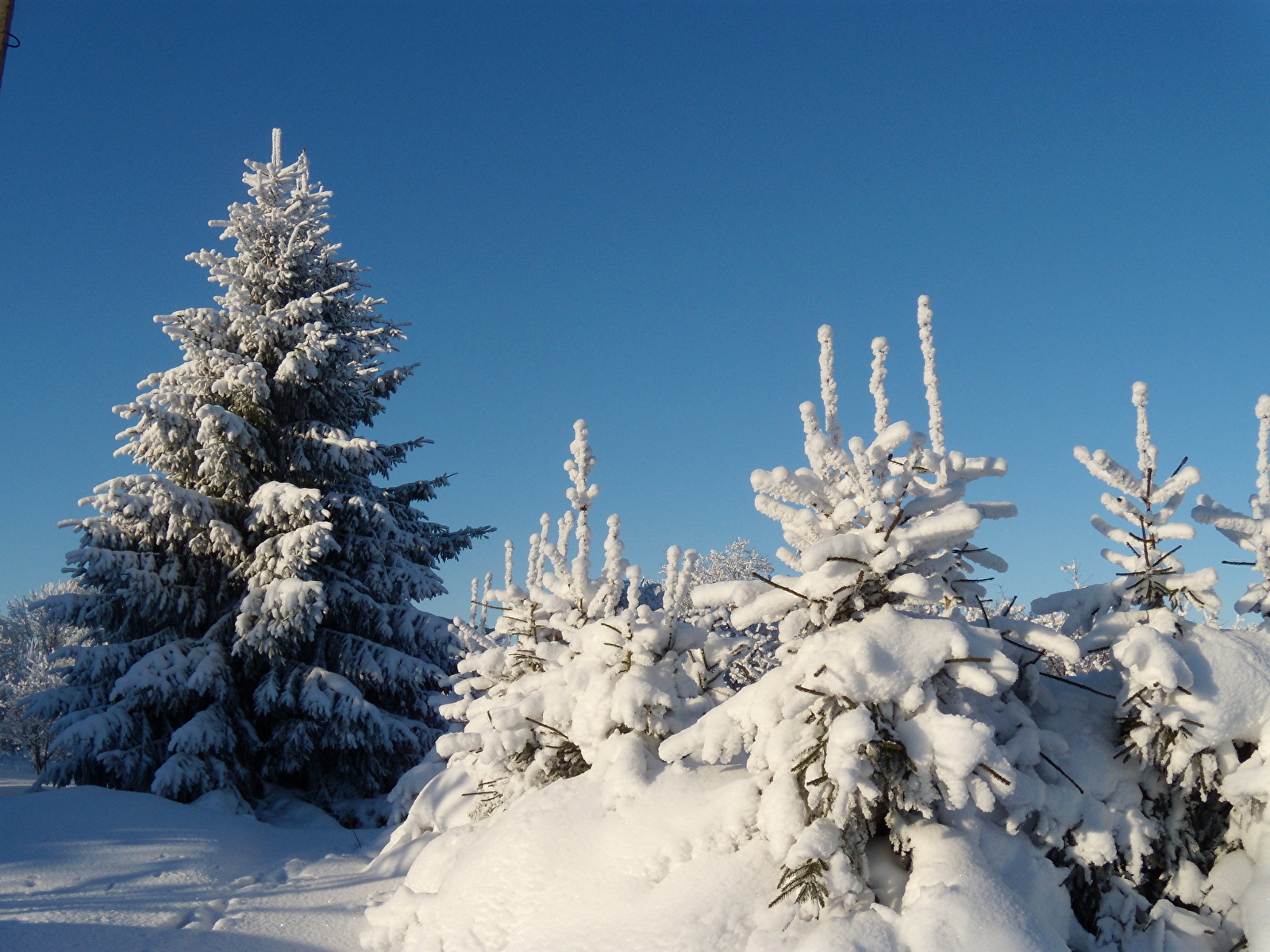 Images Winter Nature Snow Trees Seasons 1600x1200