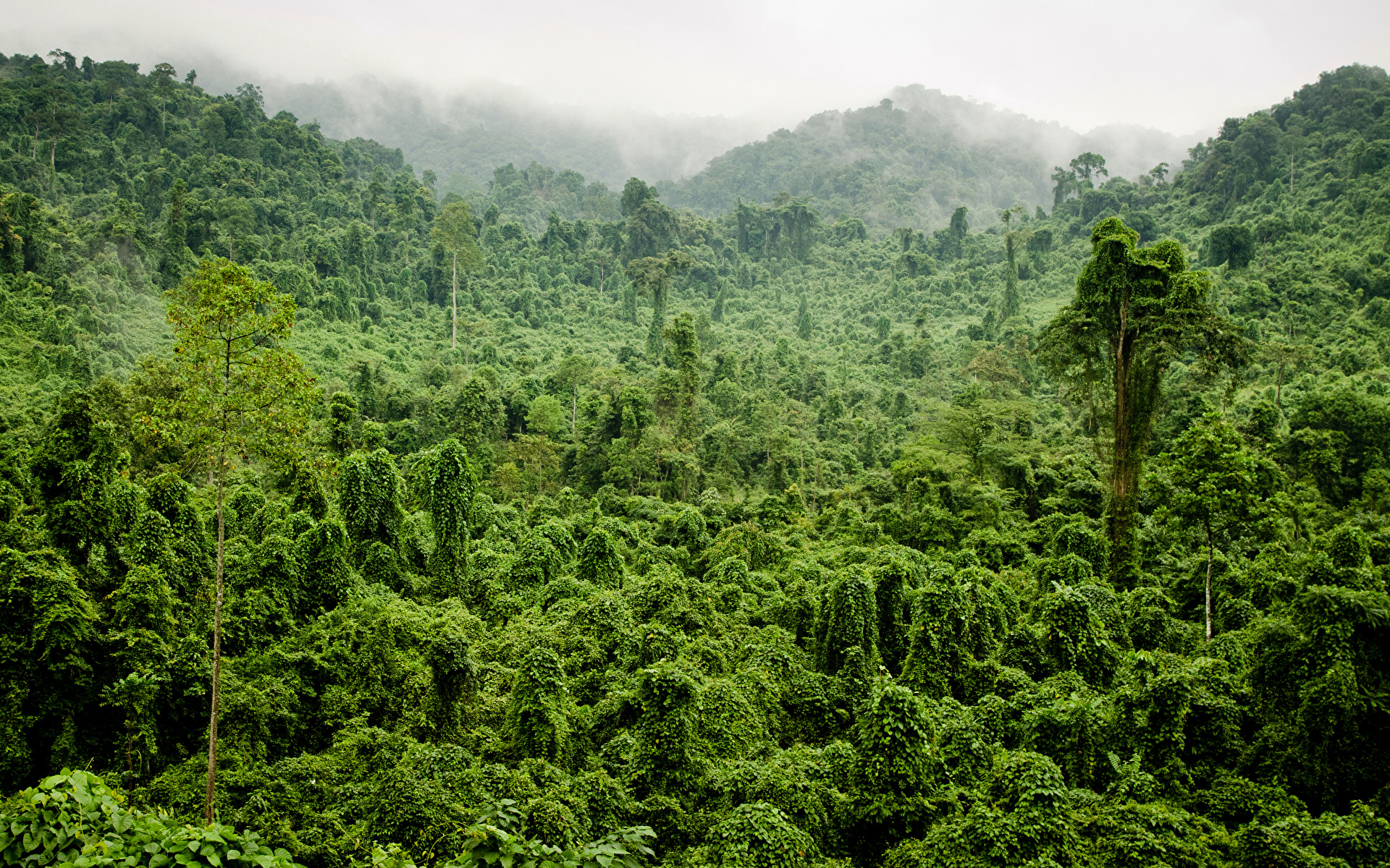 Immagine Jungle Natura Tropici Foreste 1920x1200 foresta