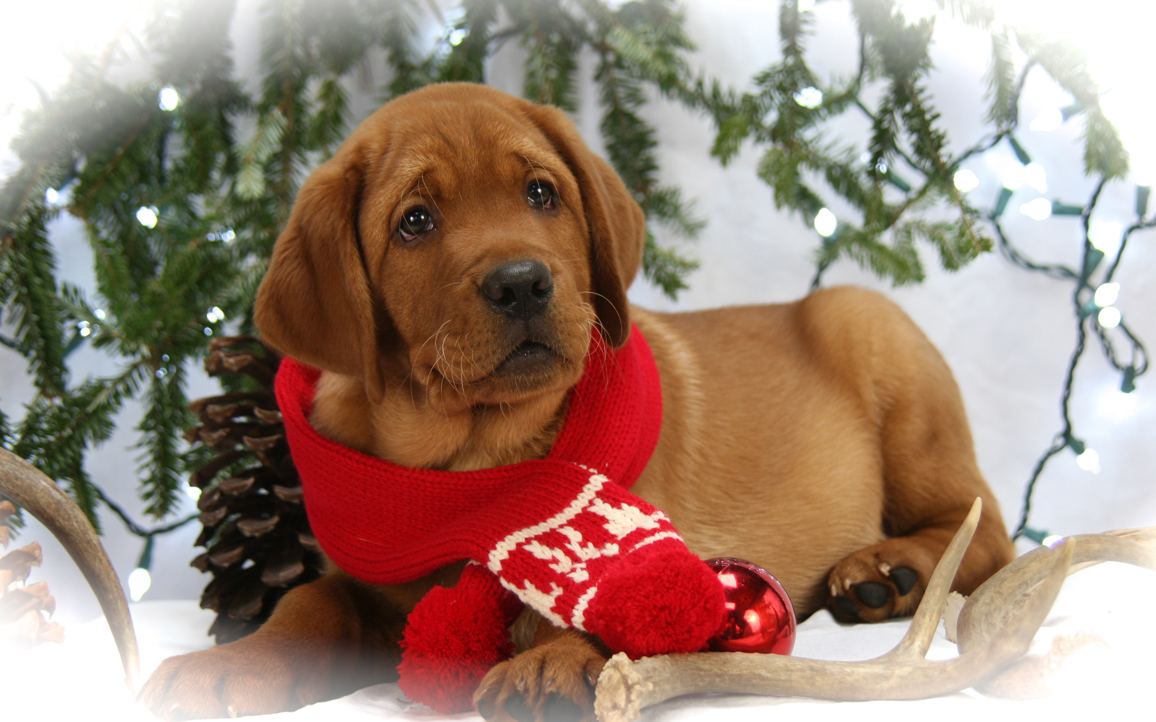 Sfondi Natalizi Animali.Immagini Cucciolo Labrador Retriever Cani Natale Sciarpa 3840x2400