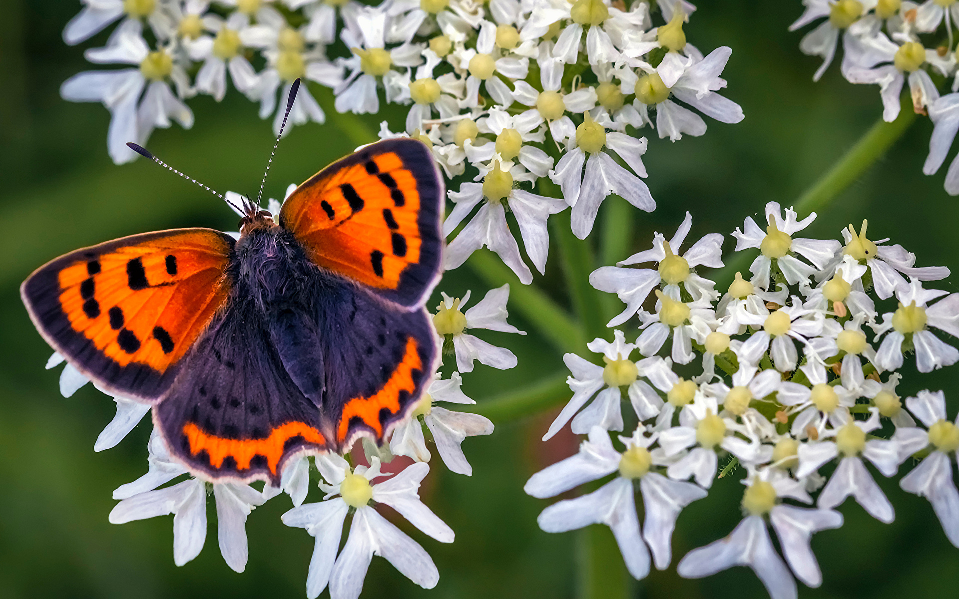 Fotos von Insekten Schmetterling small copper Tiere Großansicht 1920x1200 Schmetterlinge hautnah ein Tier Nahaufnahme