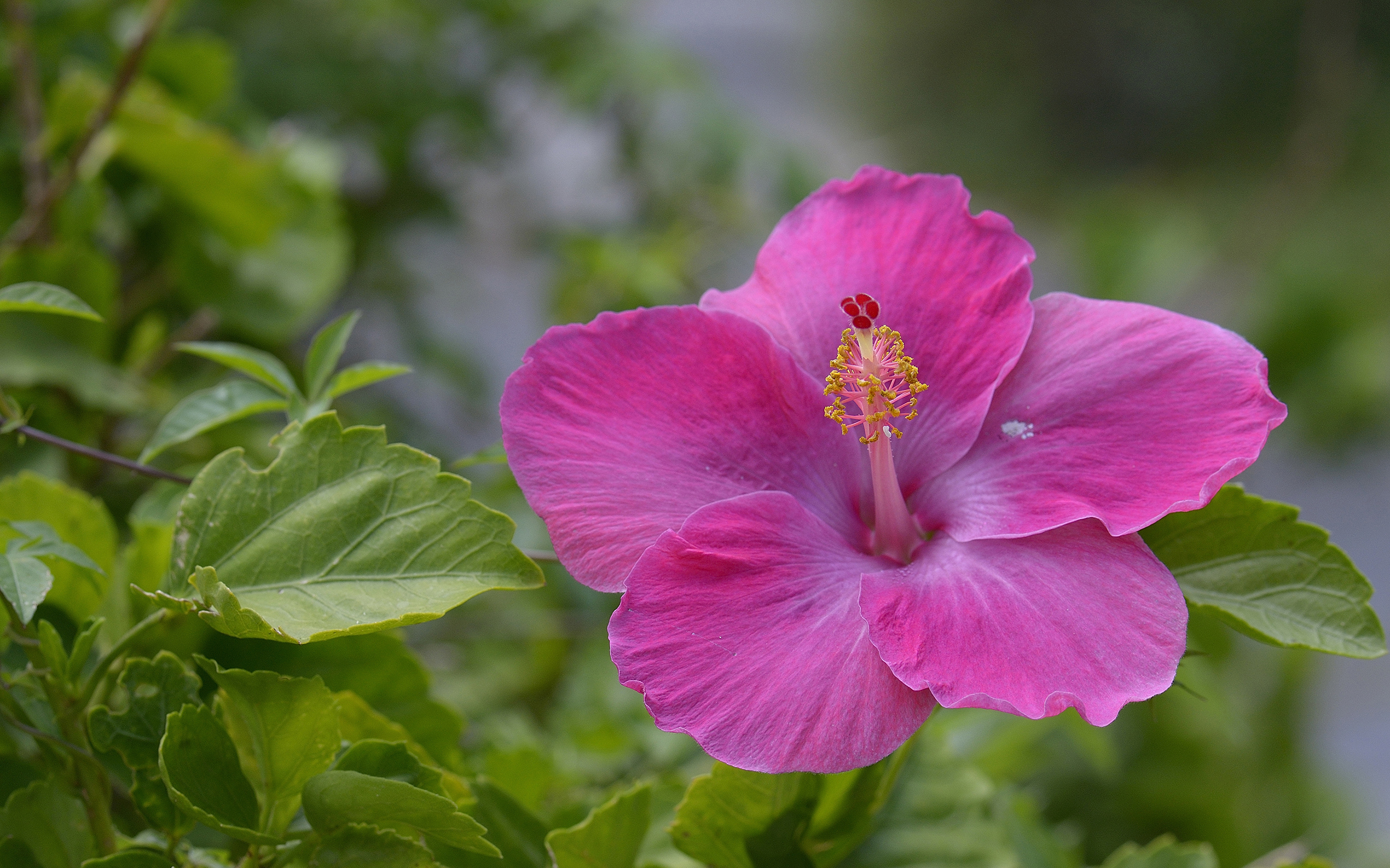 Родовое название китайской розы 8 букв. Цветок гибискуса. Гибискус (Hibiscus)..