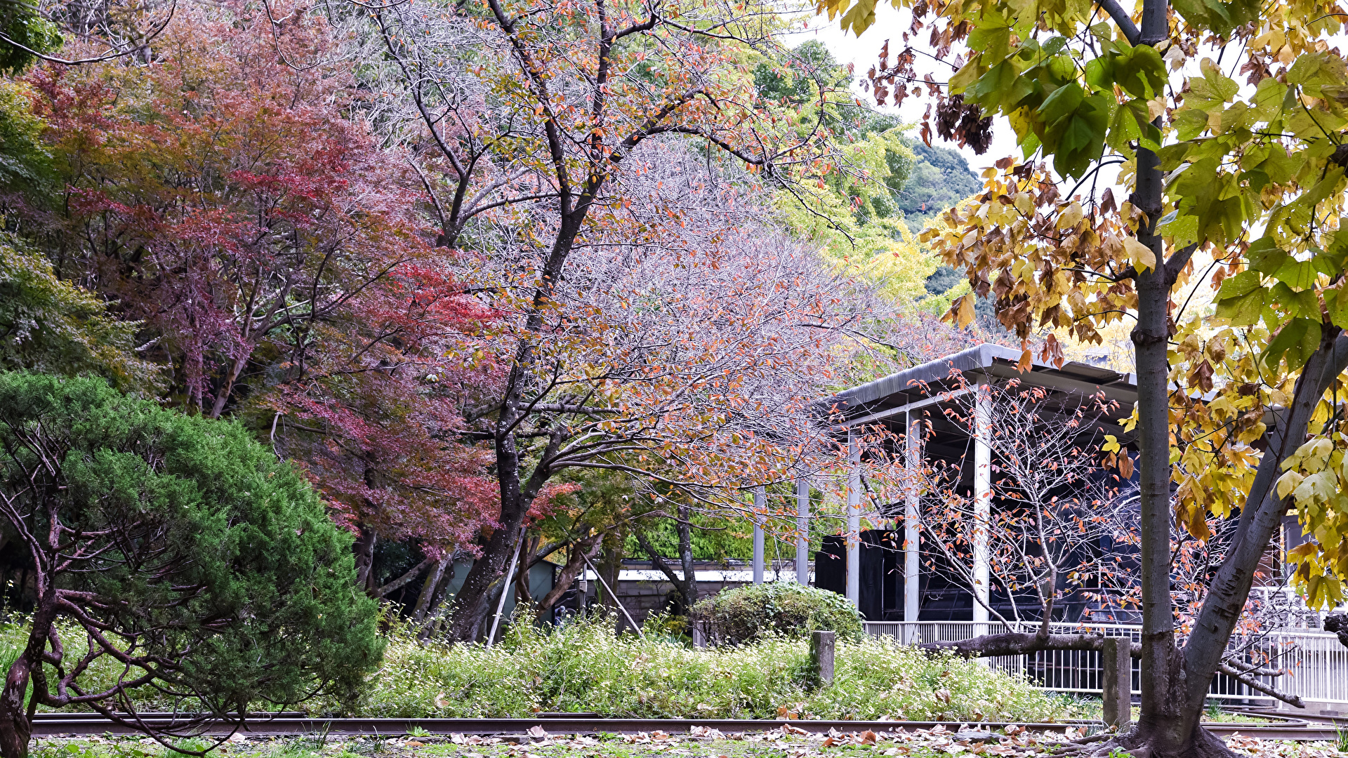 壁紙 19x1080 日本 京都市 公園 春 花の咲く木 自然 ダウンロード 写真