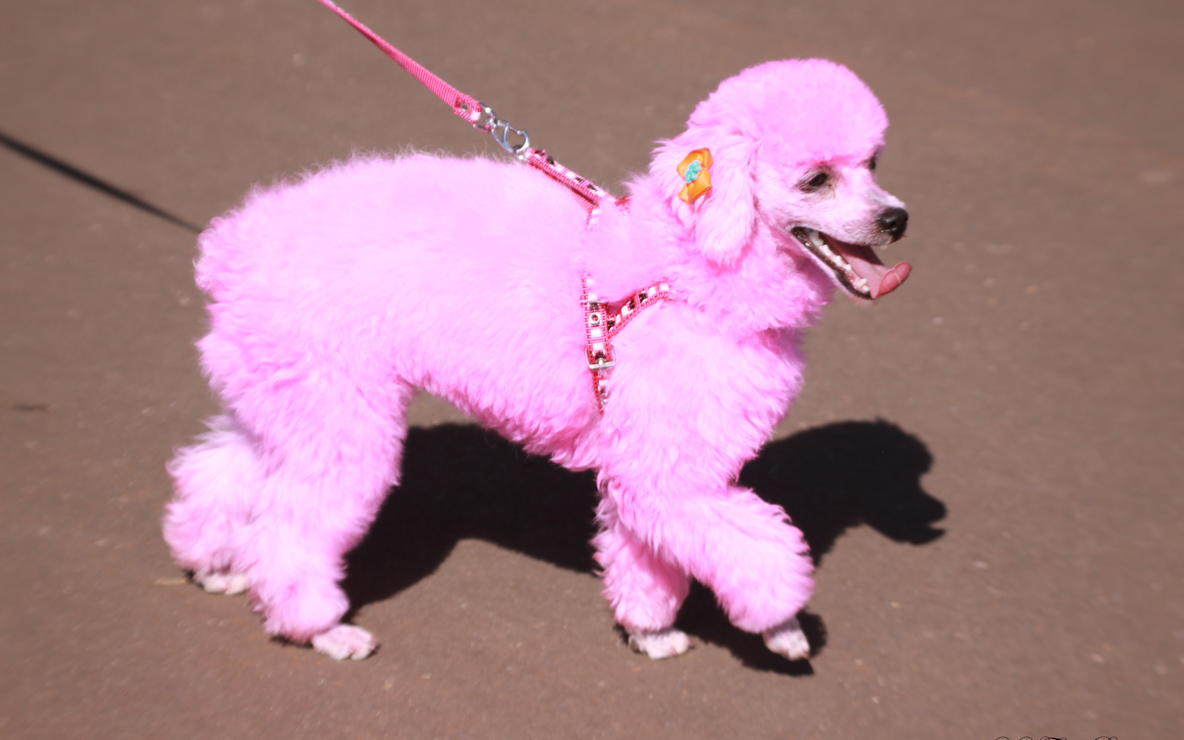 Images Poodle Dogs grooming Pink color Animals 3840x2400